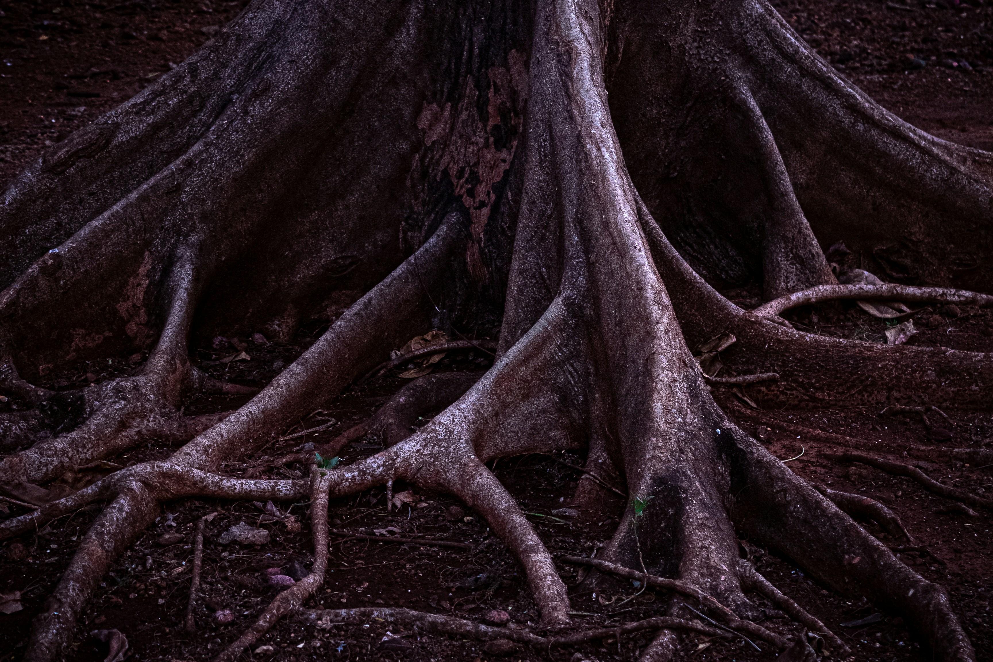 Dark Nature