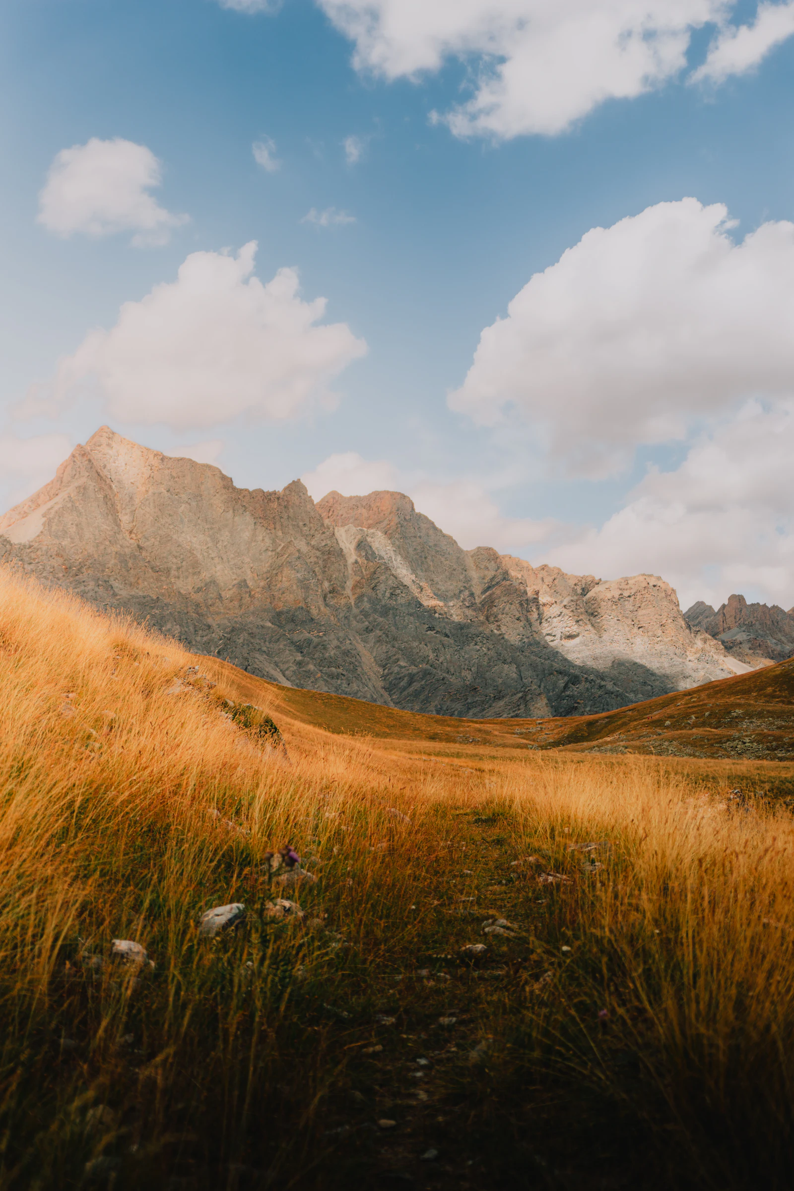Grand plateau d'herbe d'altitude devant les sommets des Alpes (image d'illustration)