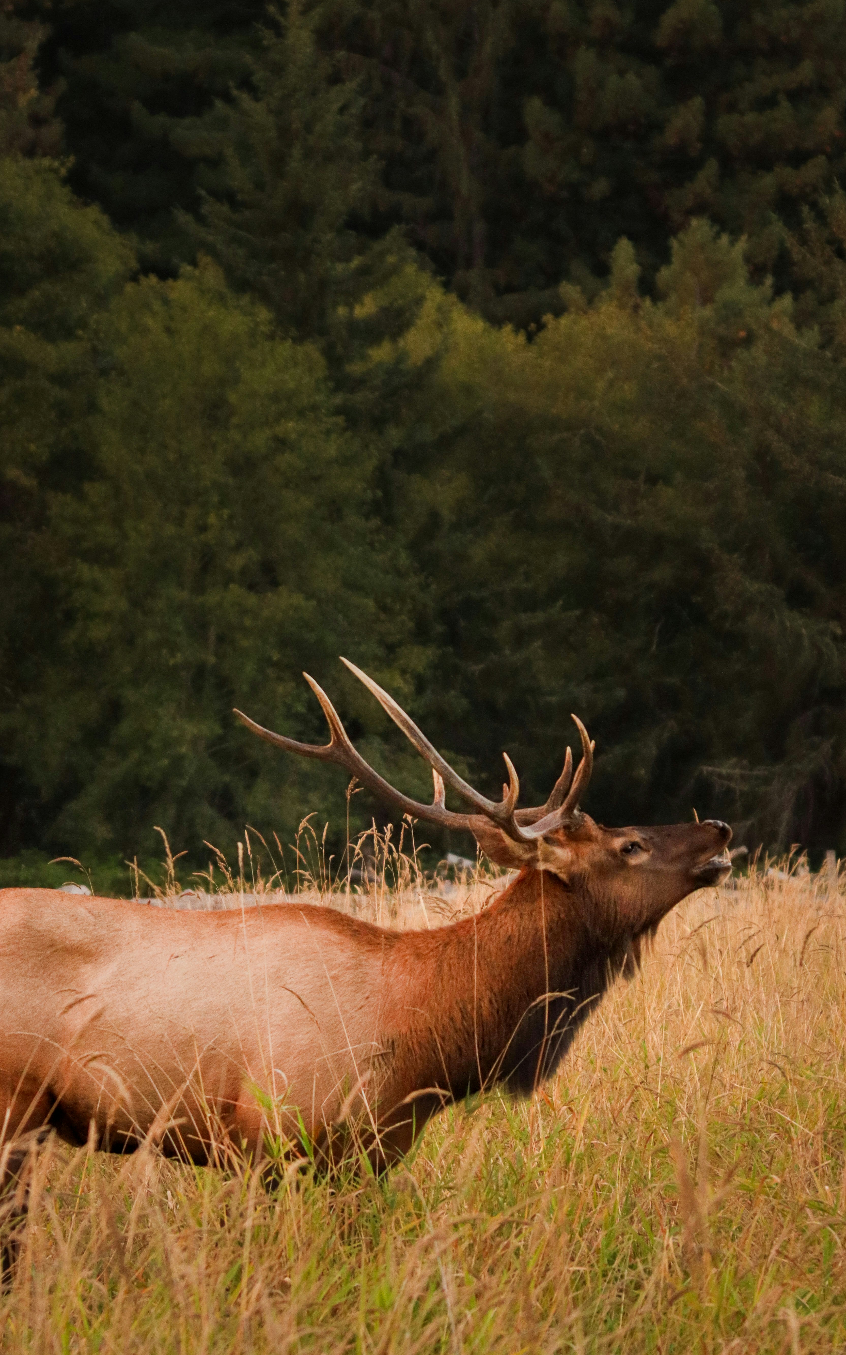 A large elk laying down in a field of tall grass photo Free Animal