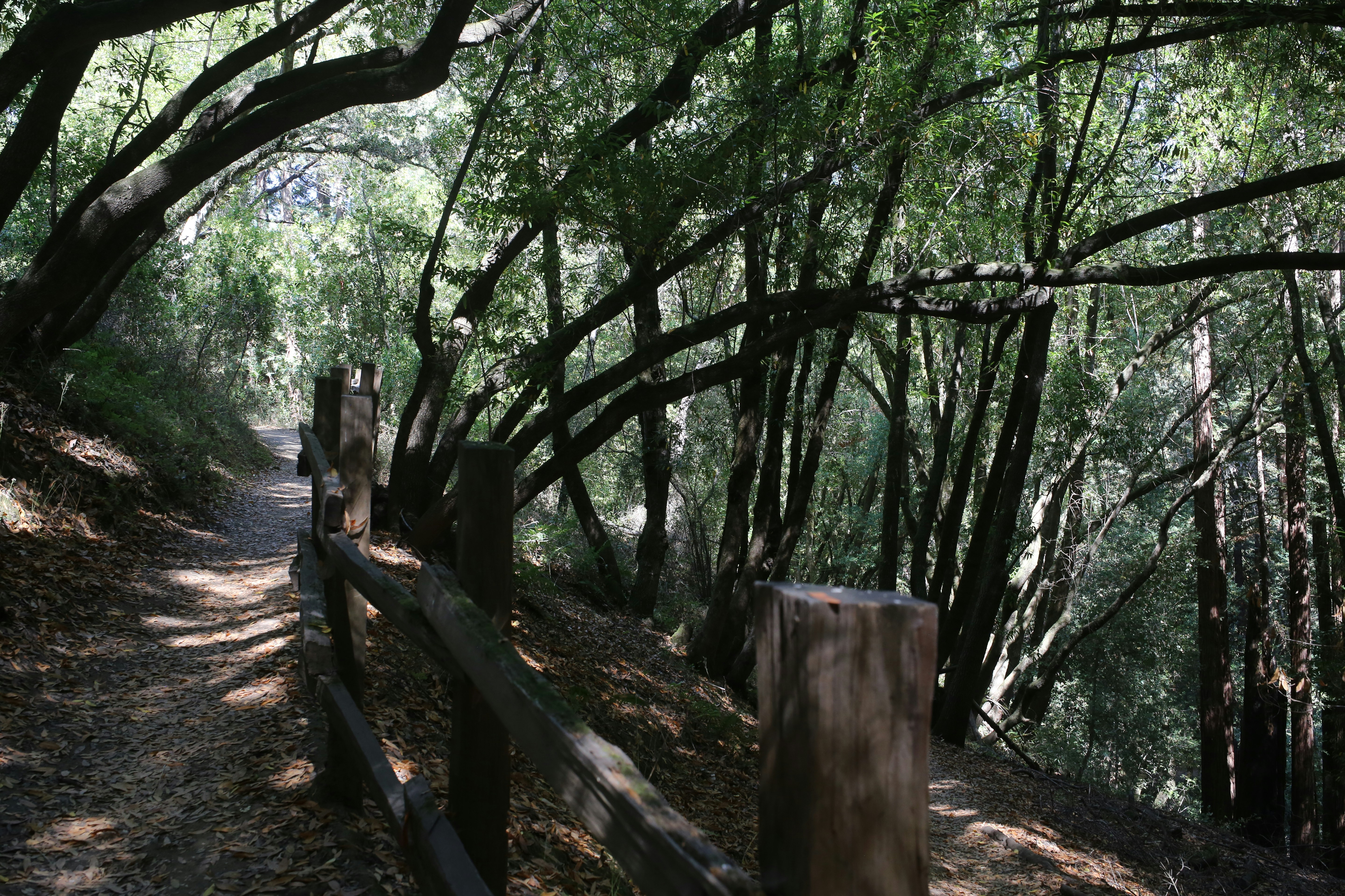 A path through a forest with lots of trees