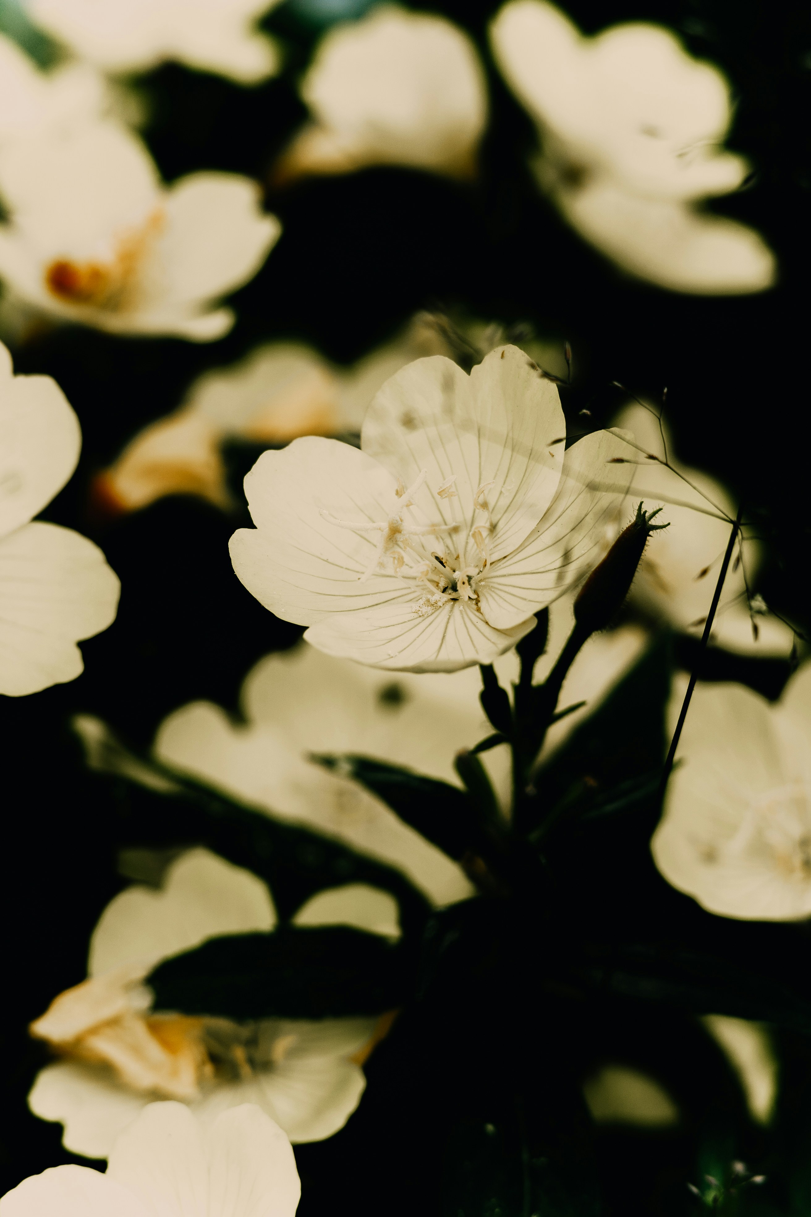 Photo by anamnesis33