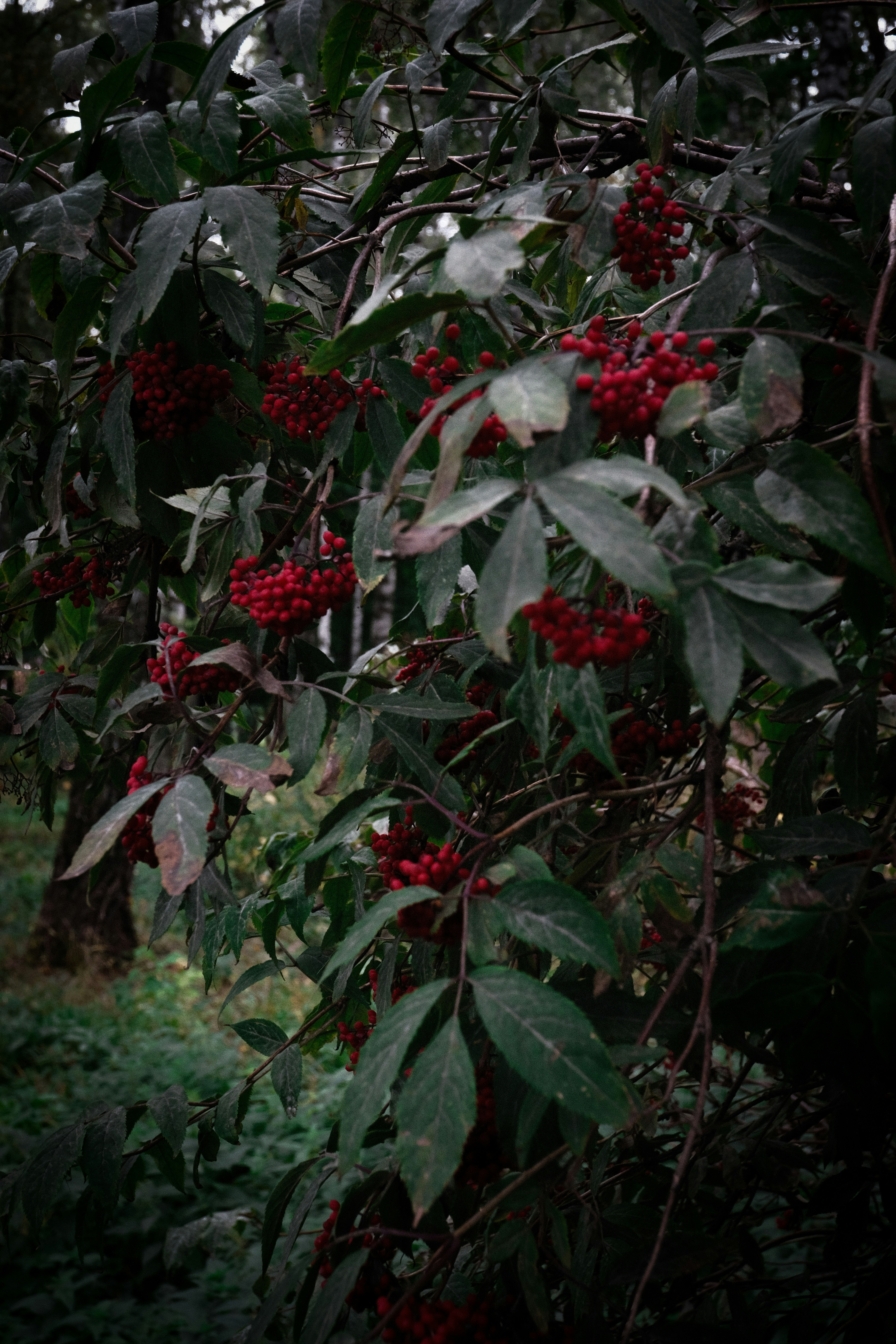 Photo by tatianarudneva