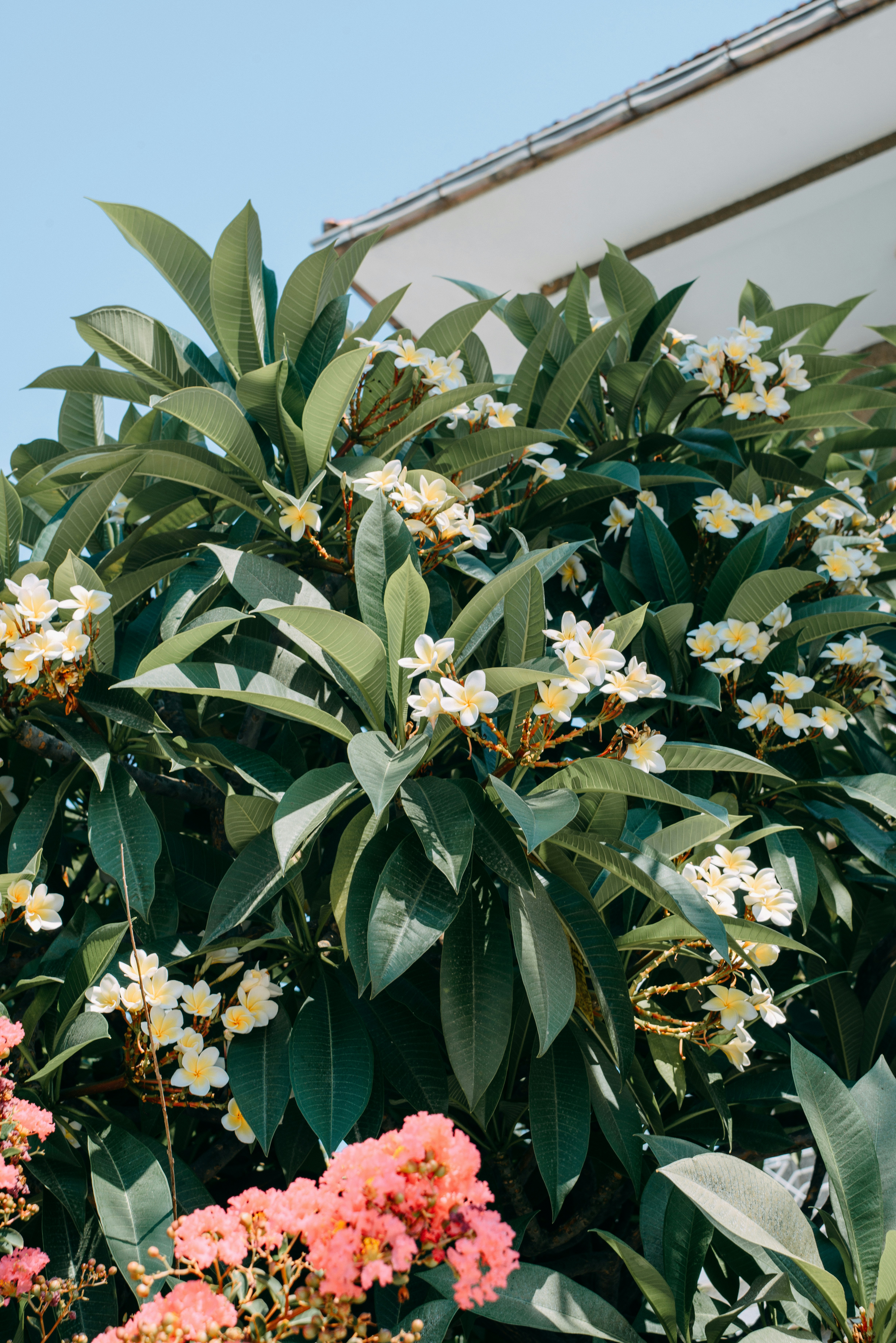 A bunch of flowers that are on a tree
