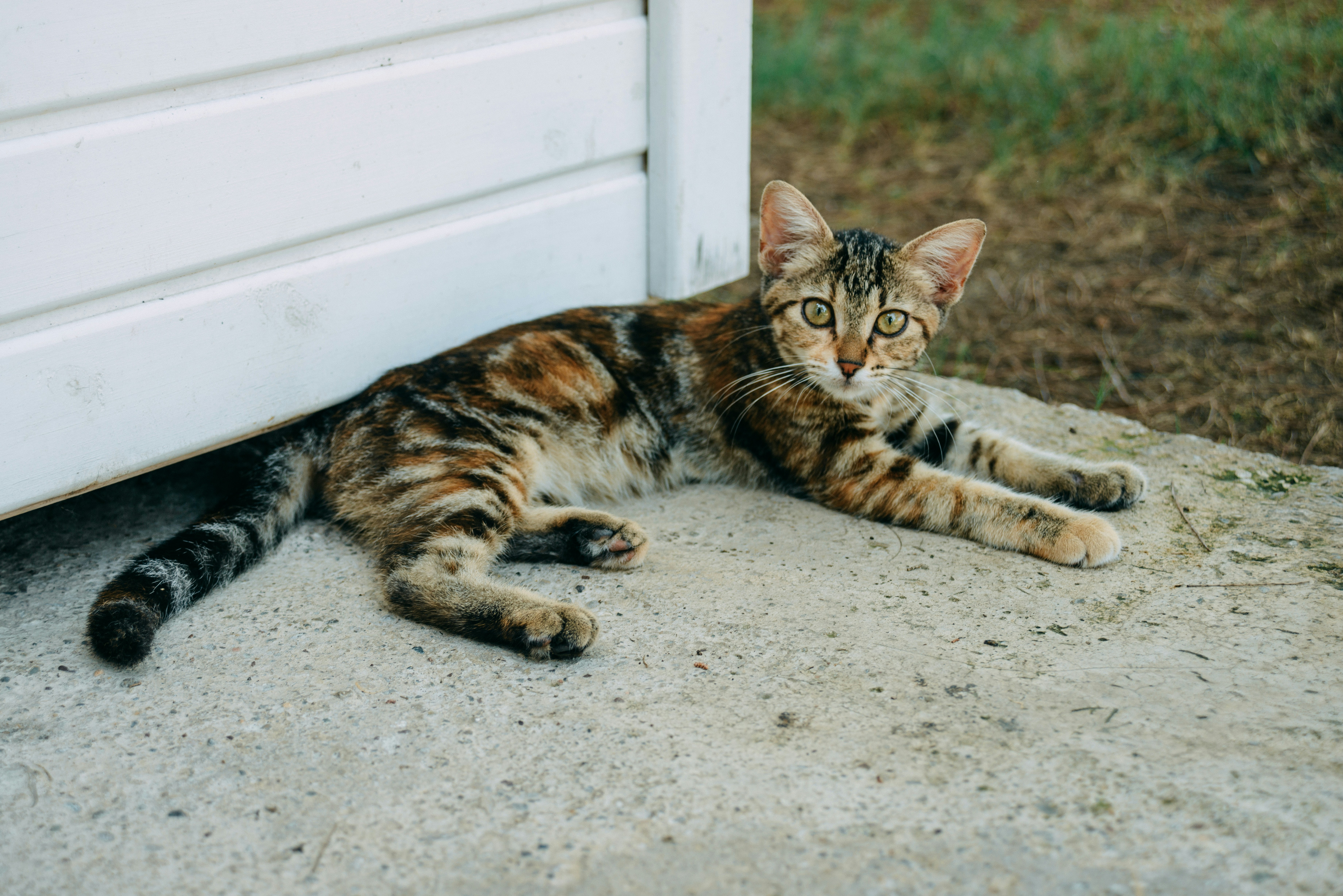 A cat laying on the ground next to a white door