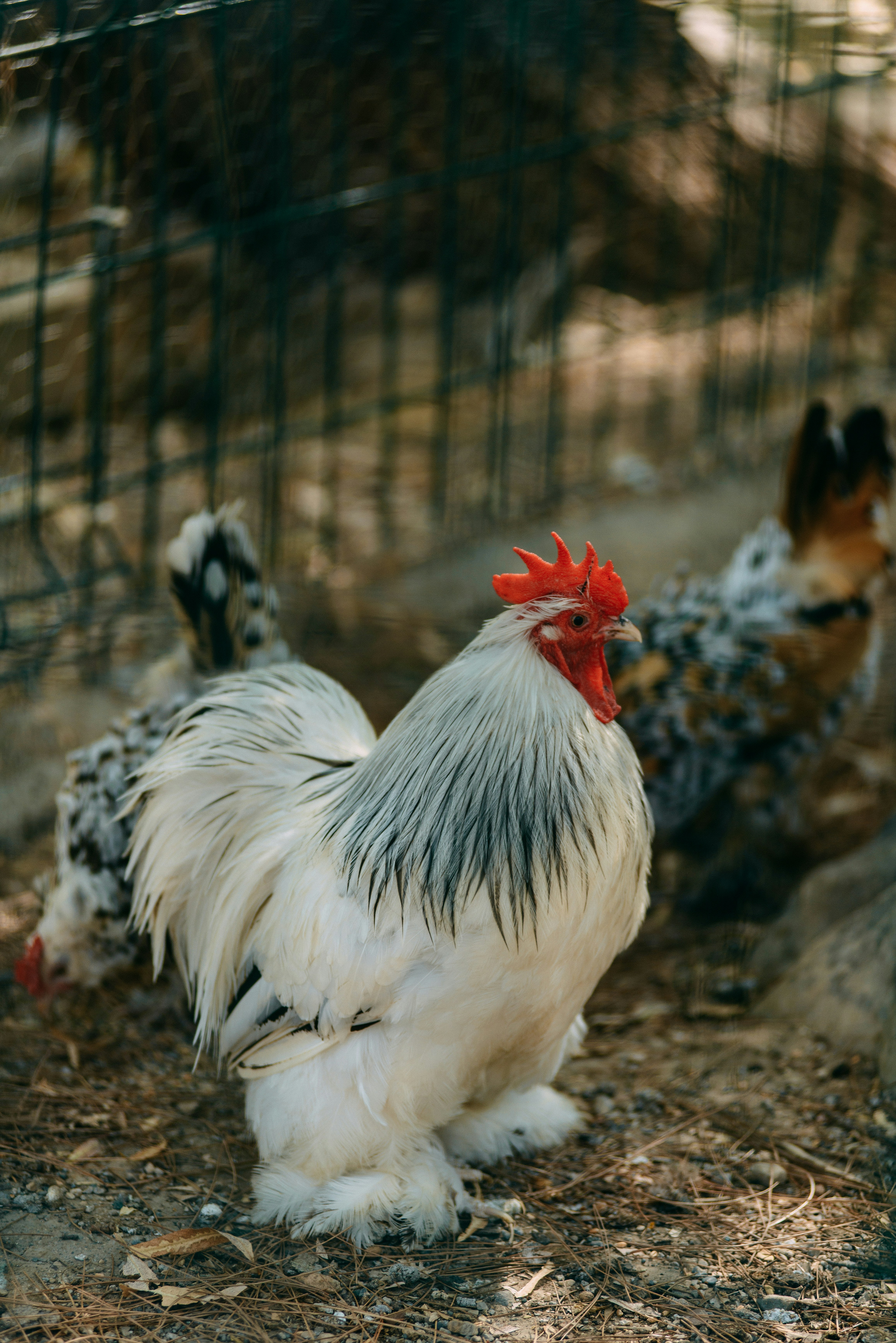 A group of chickens standing on top of a dirt field