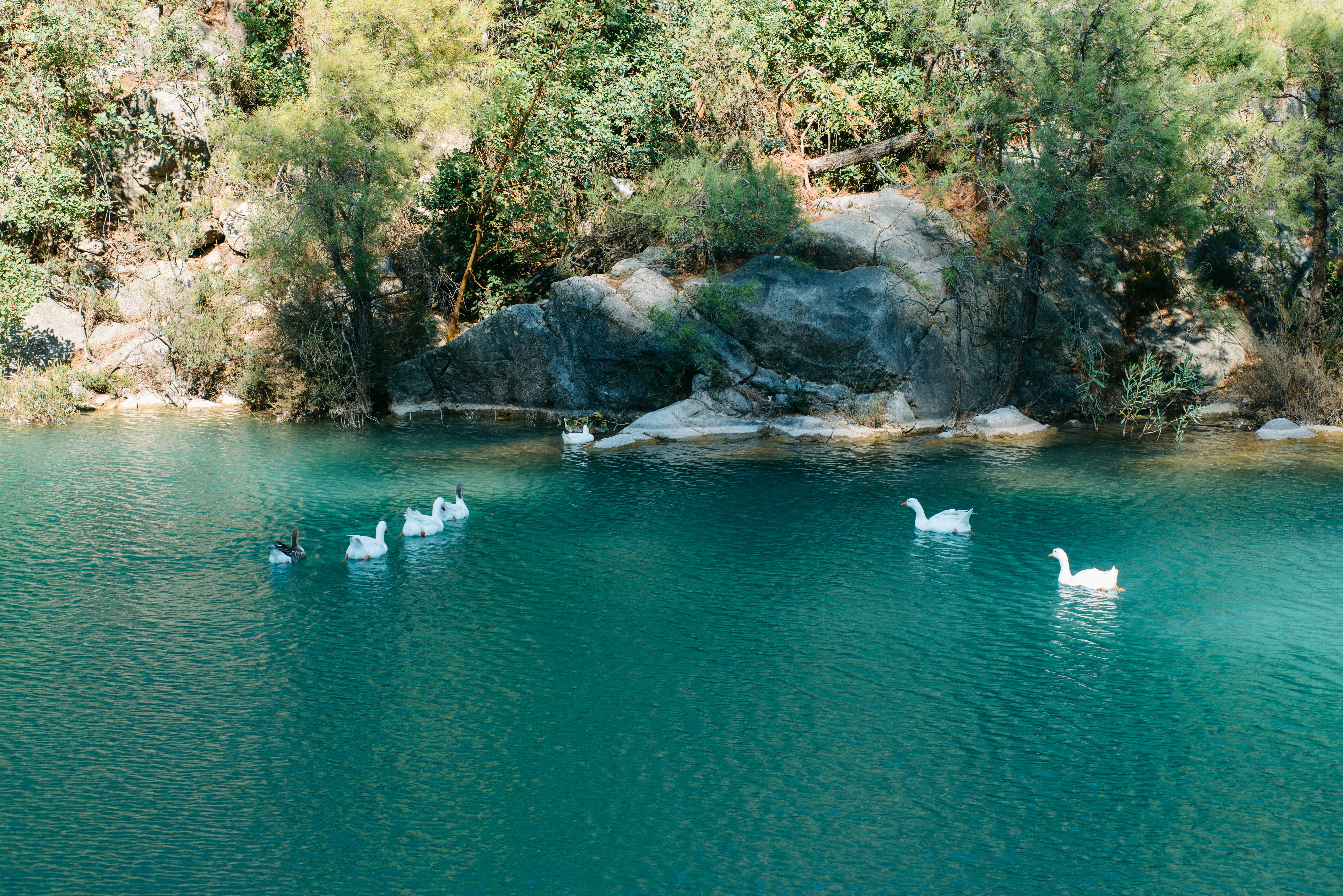 A group of ducks floating on top of a lake