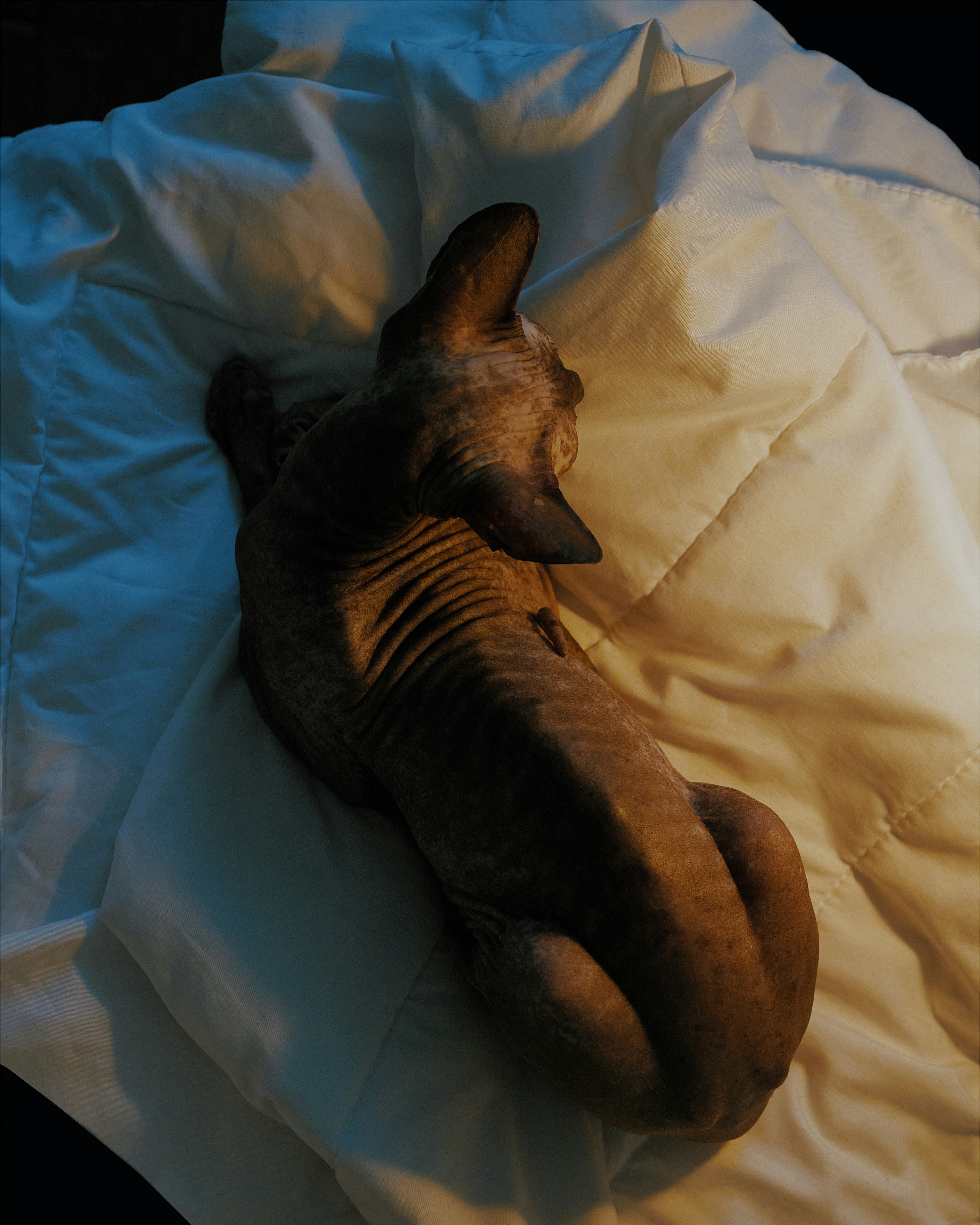 Establishing a Special “Goodnight” Ritual (image credits: unsplash)