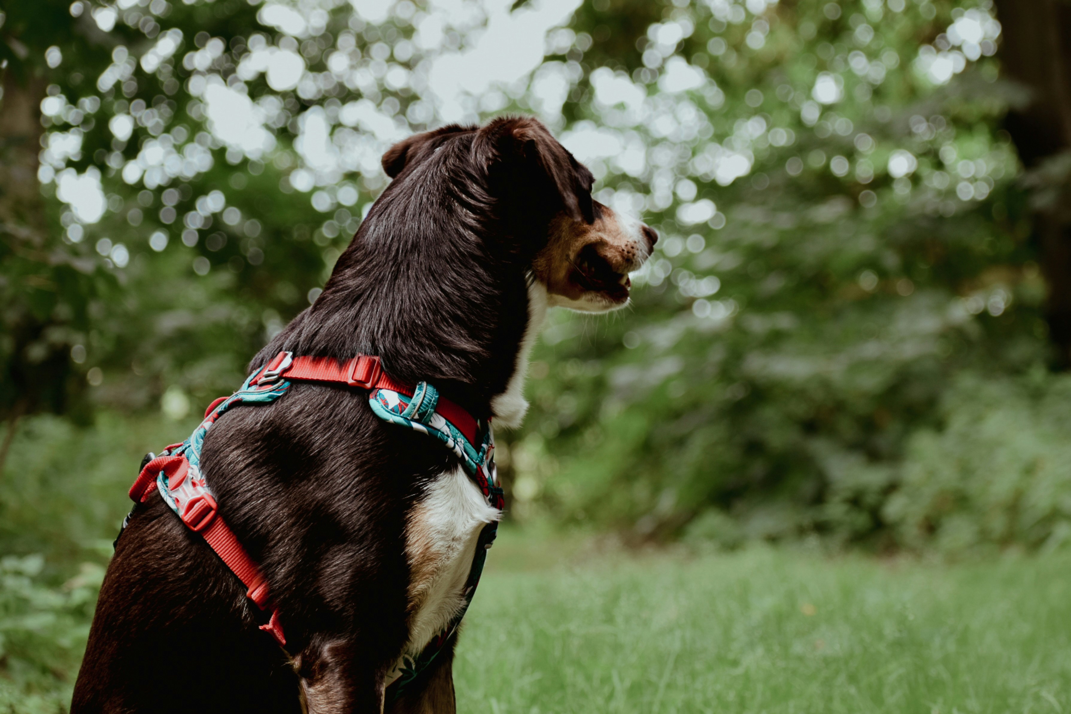 forest wallpaper pet, wallpaper, Camping with Pets: A Guide to First Trip Prep 5