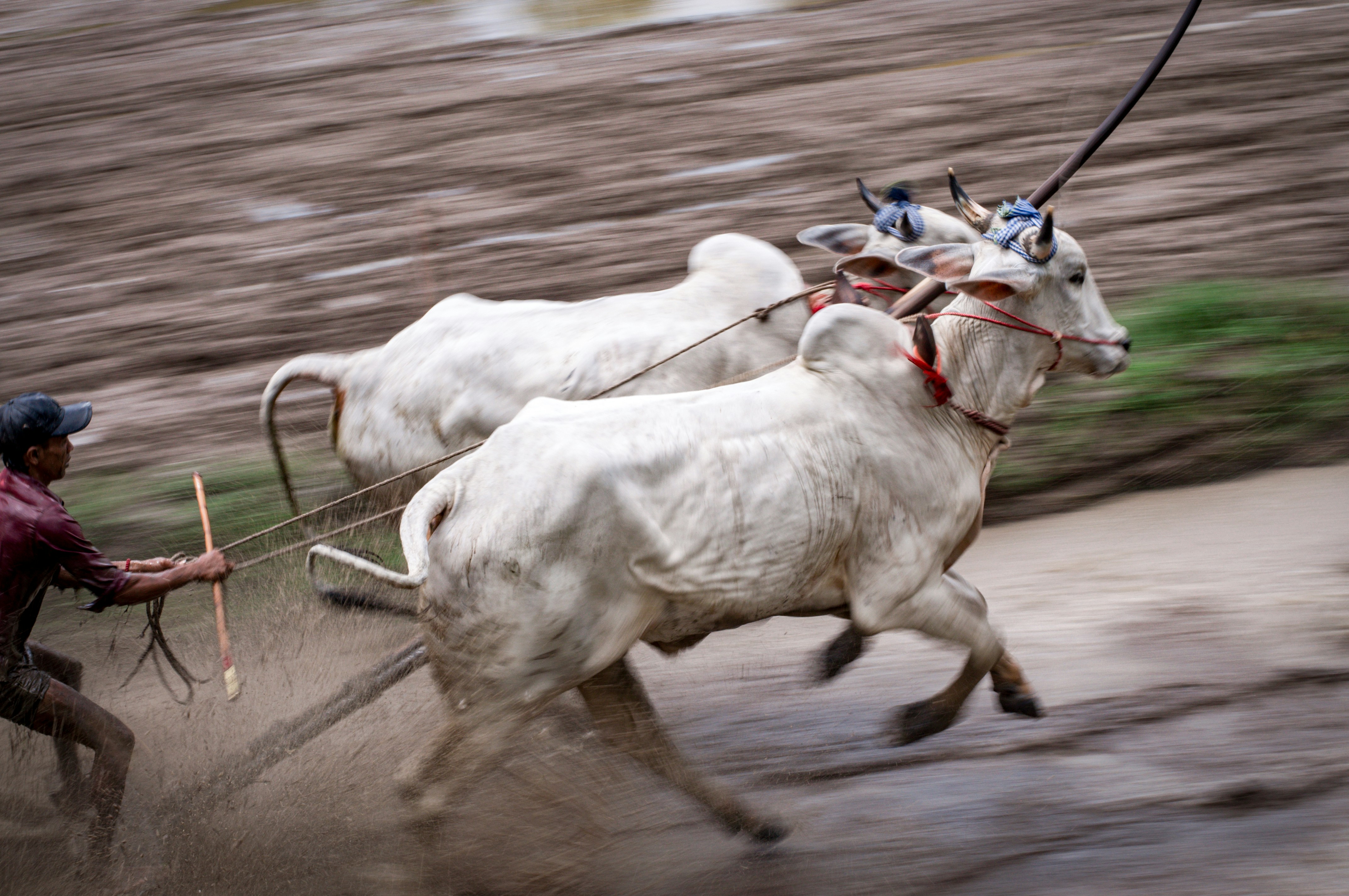 A man plowing a field with two oxen