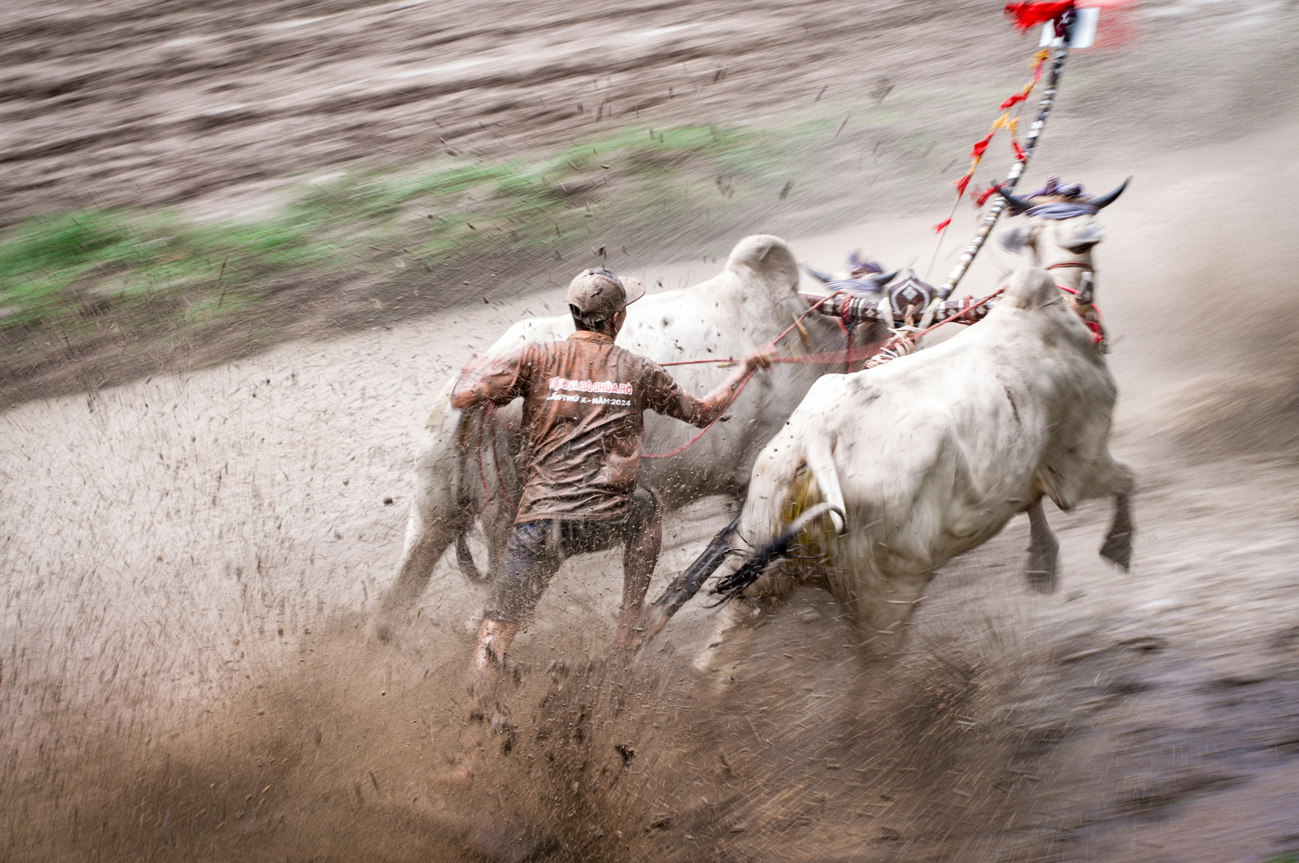 A couple of men riding on the back of white cows