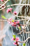 A branch of a tree with pink flowers
