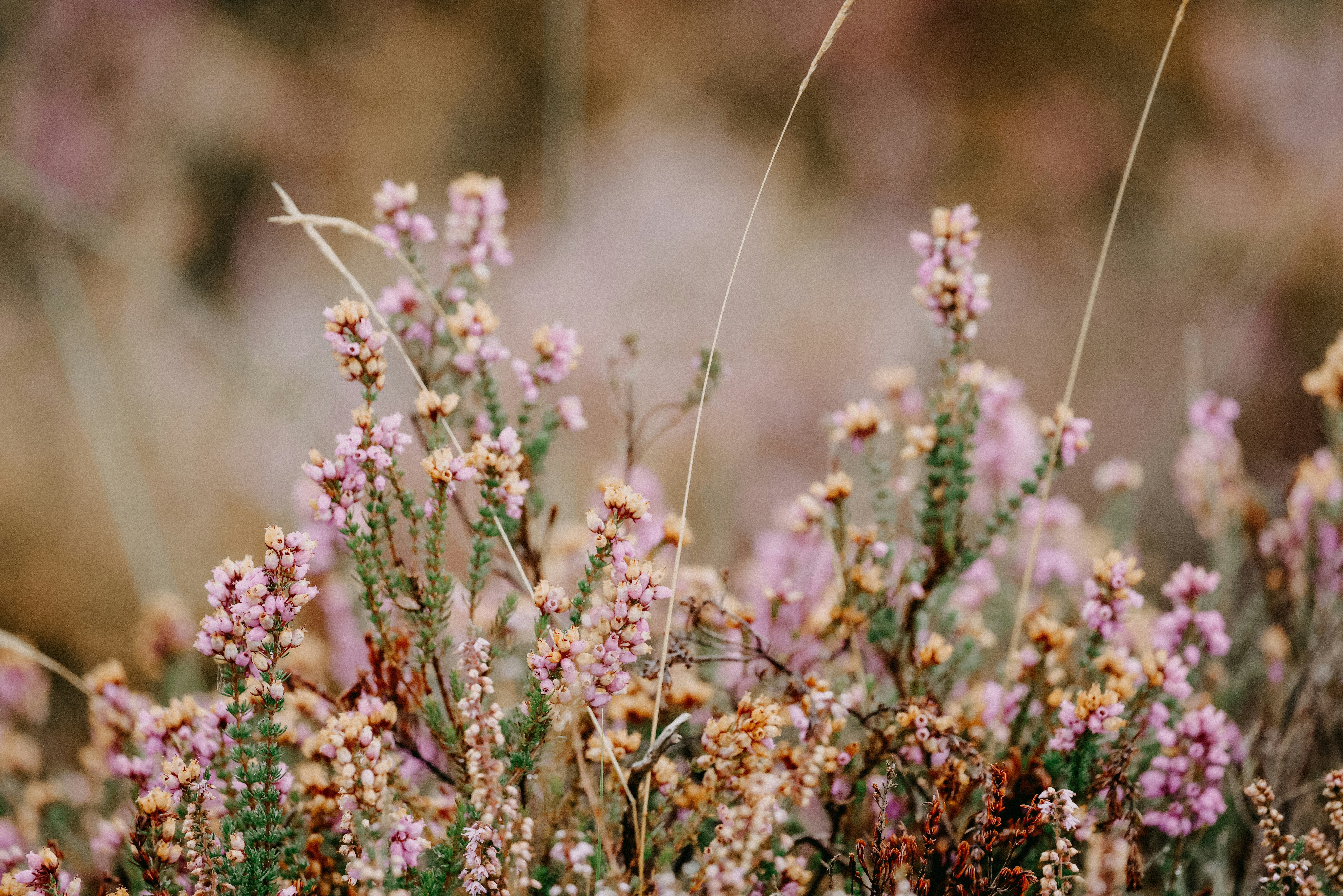 Photo by anniespratt