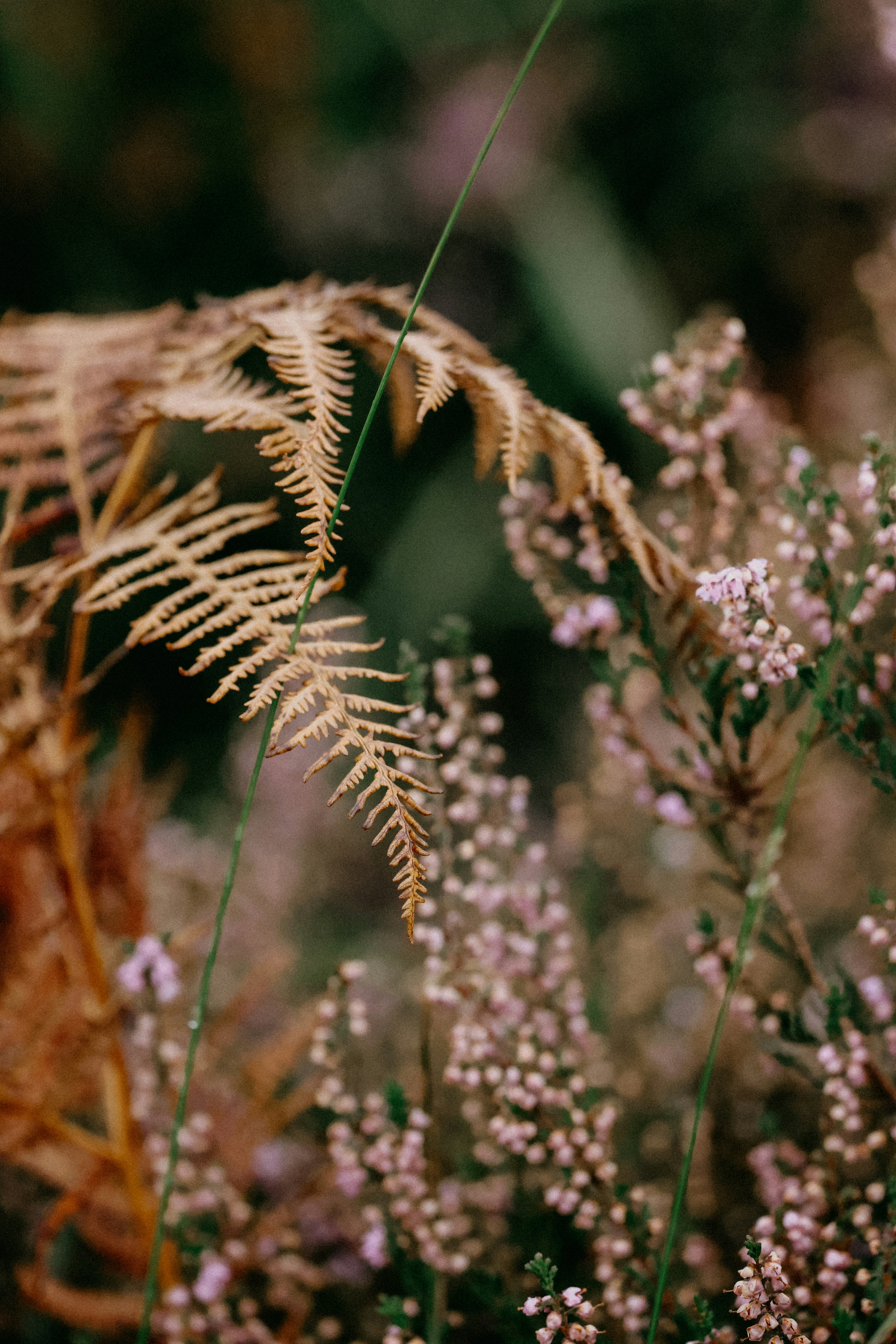 Photo by anniespratt