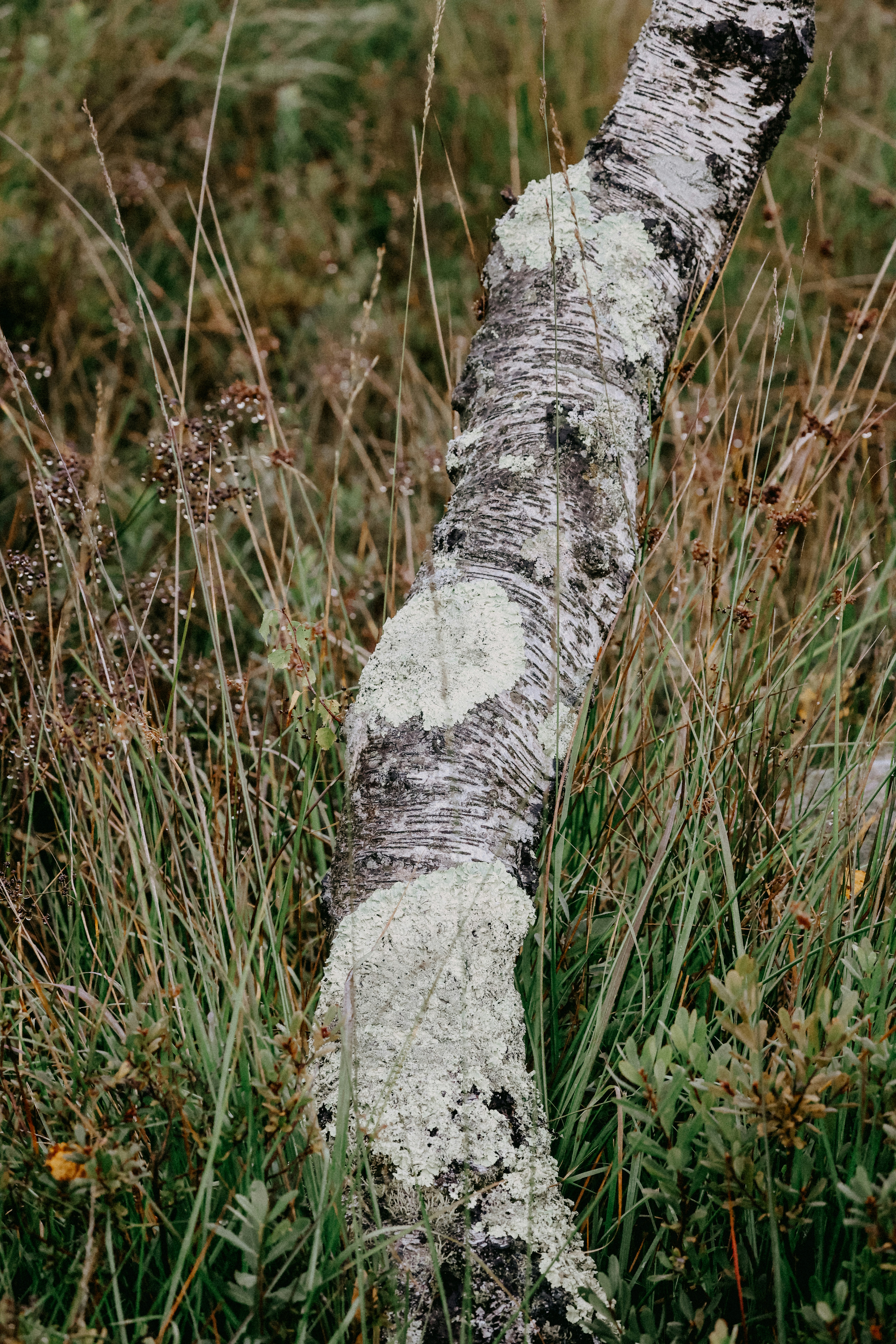 A close up of a tree trunk in a field