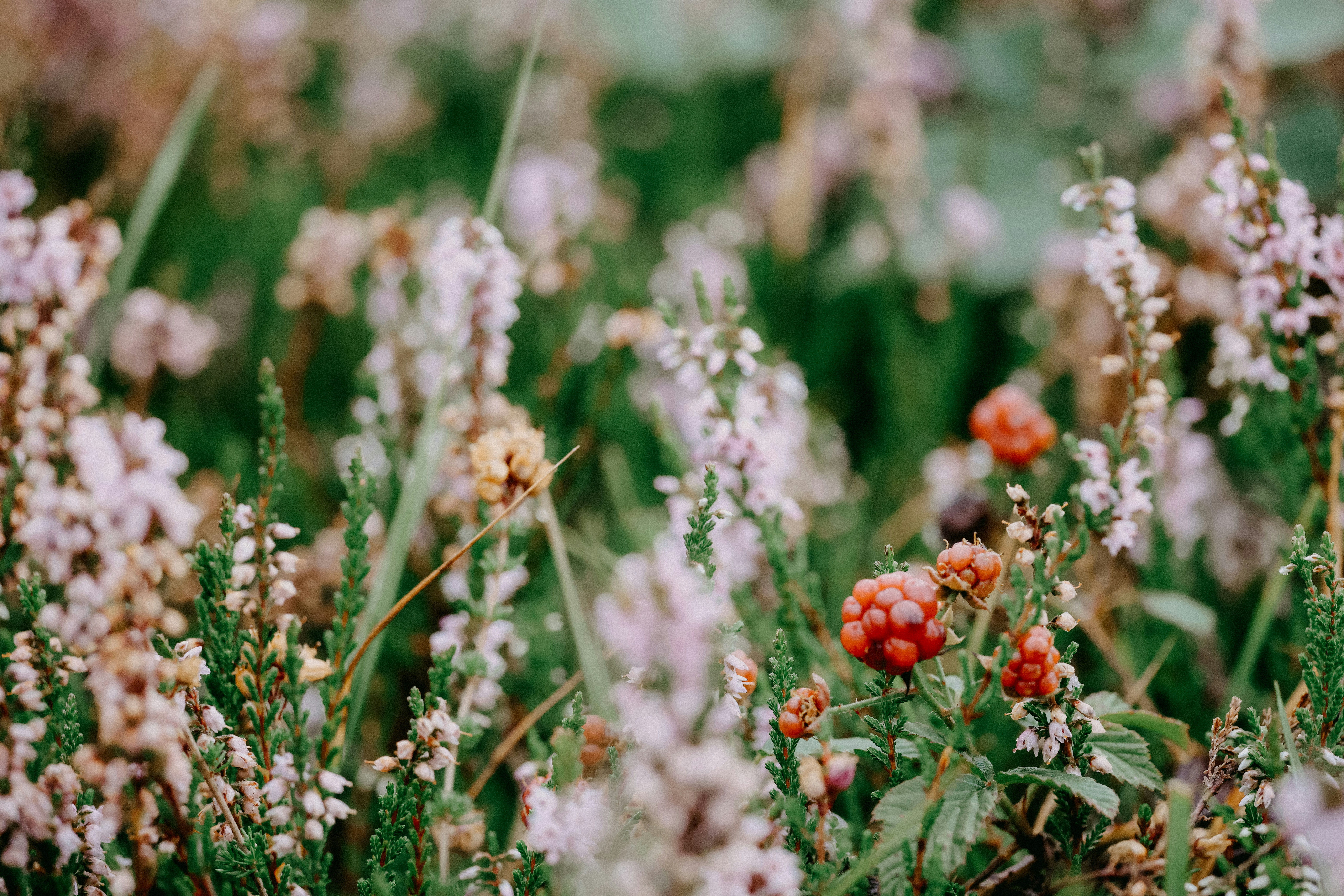 Photo by anniespratt