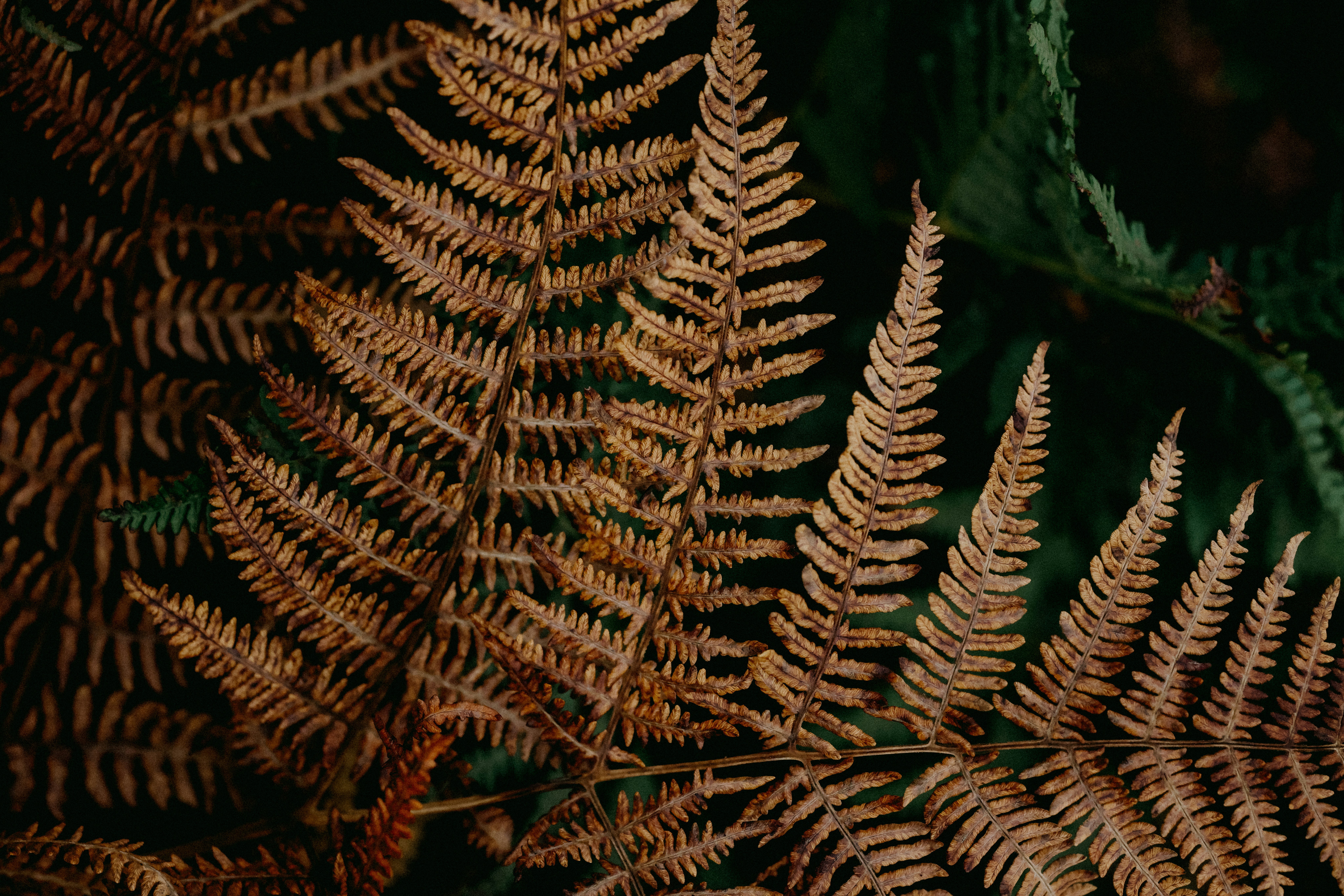 Photo by anniespratt