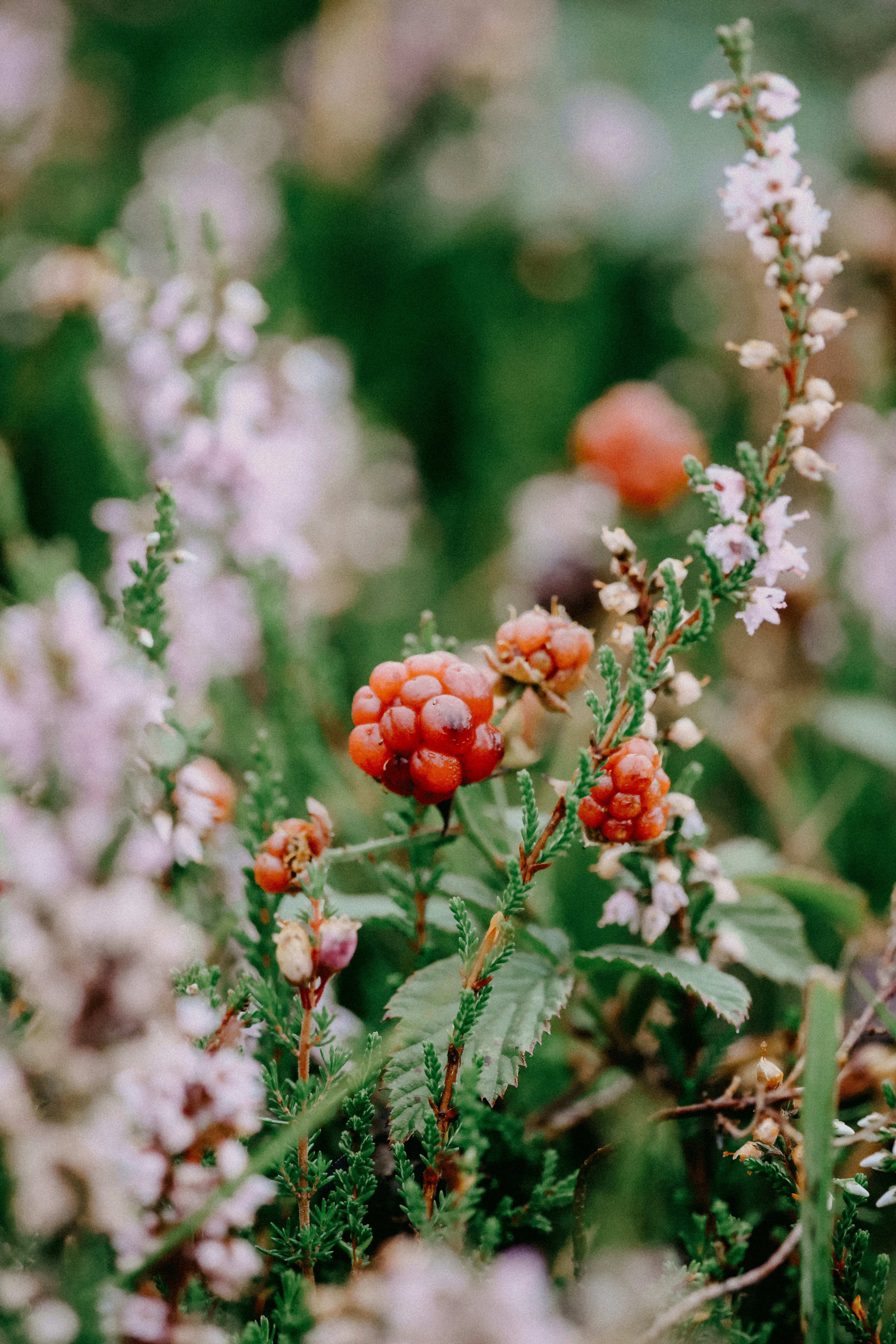 Photo by anniespratt