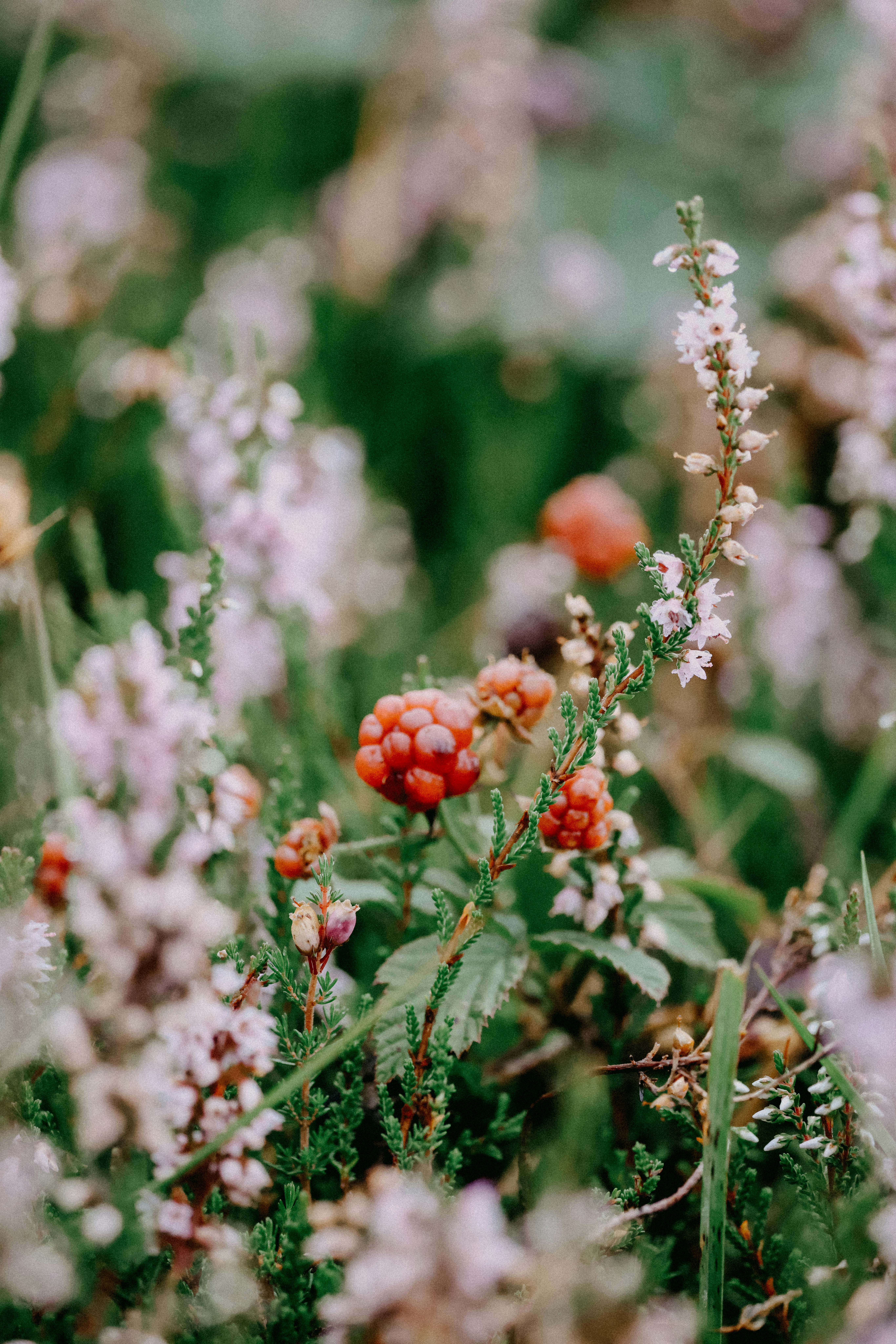 Photo by anniespratt