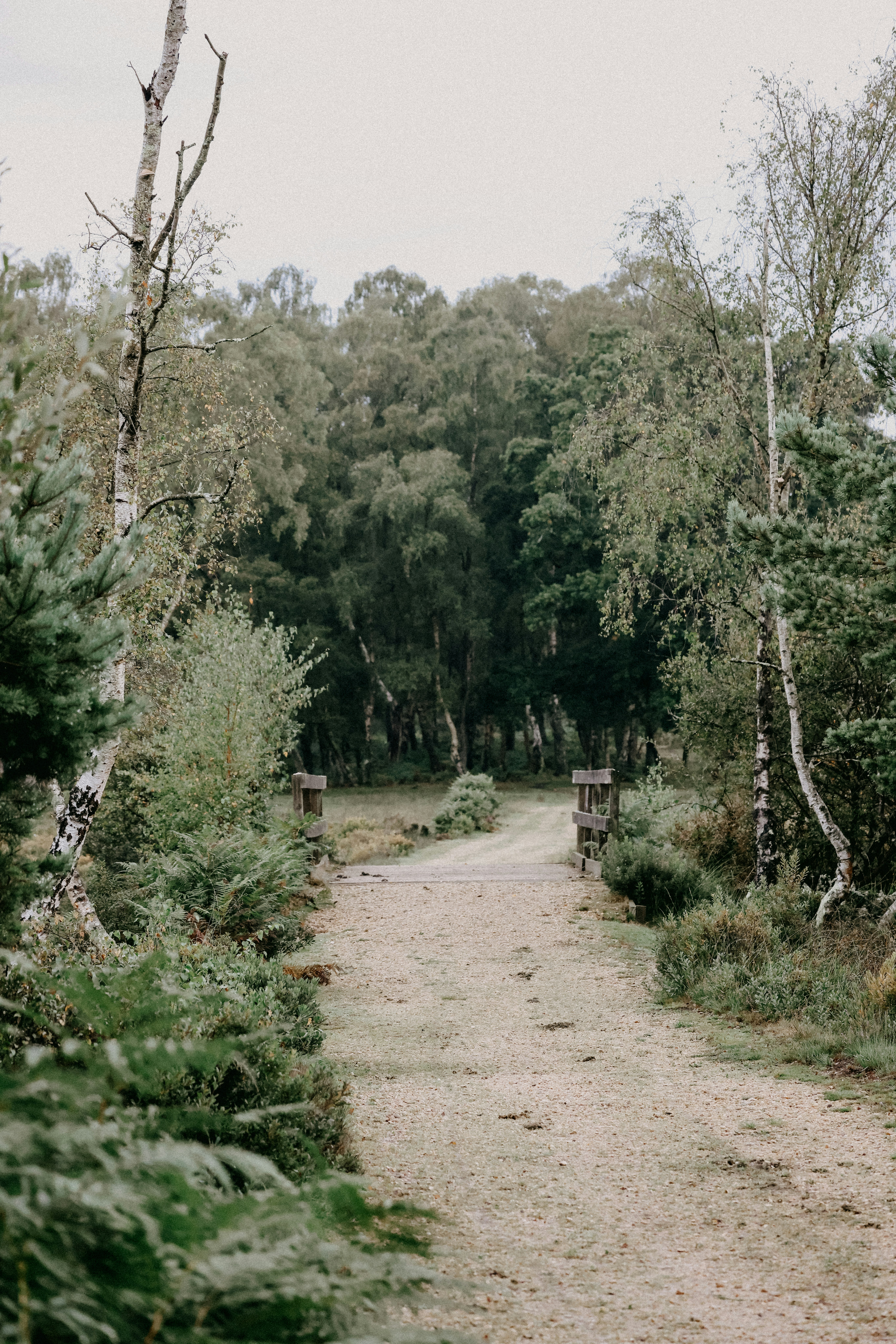 A dirt road surrounded by trees and bushes photo – Free Forest Image on ...