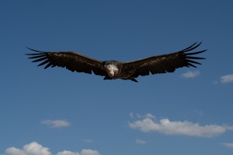 A large bird flying through a blue cloudy sky
