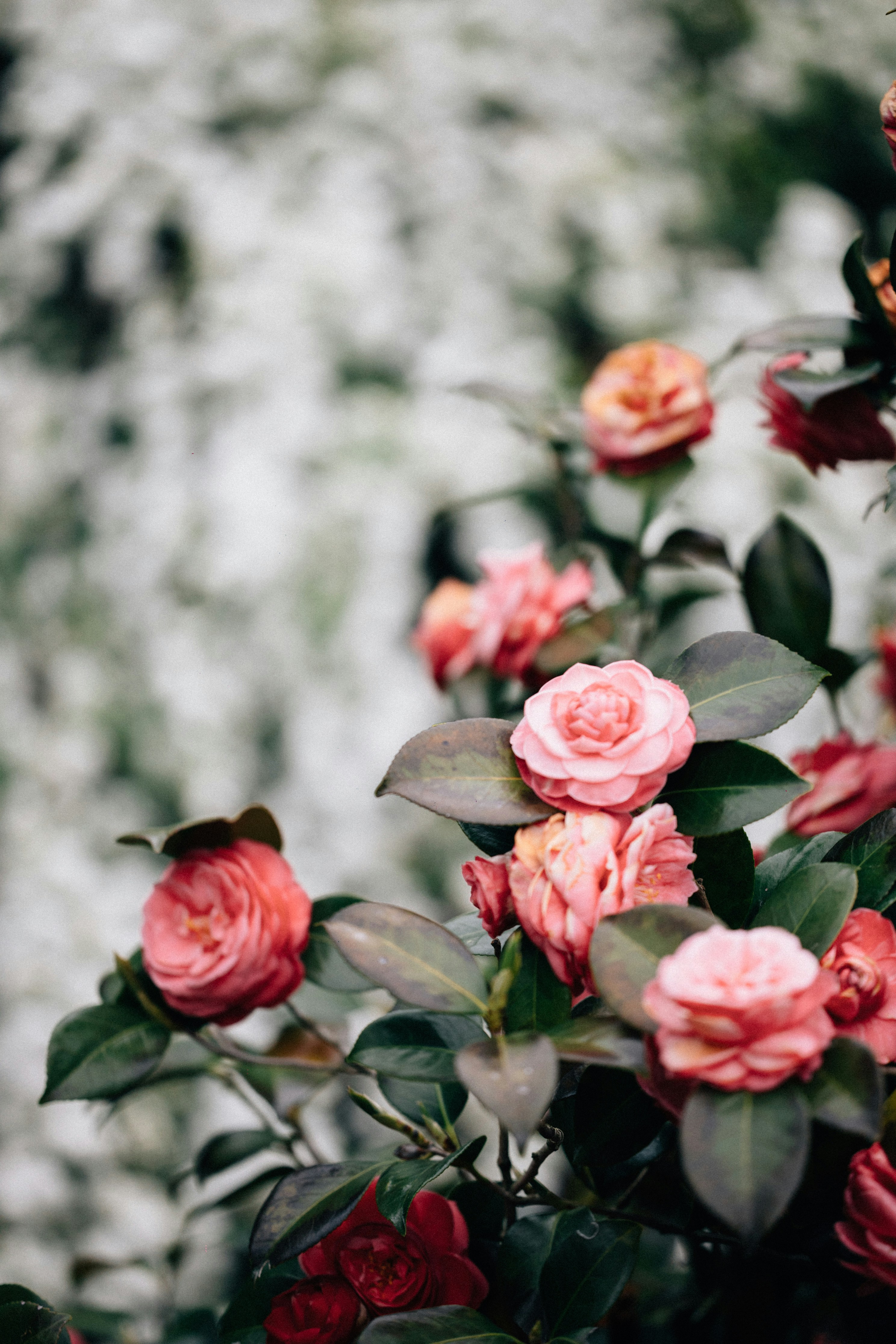 Photo by tsuyoshikozu