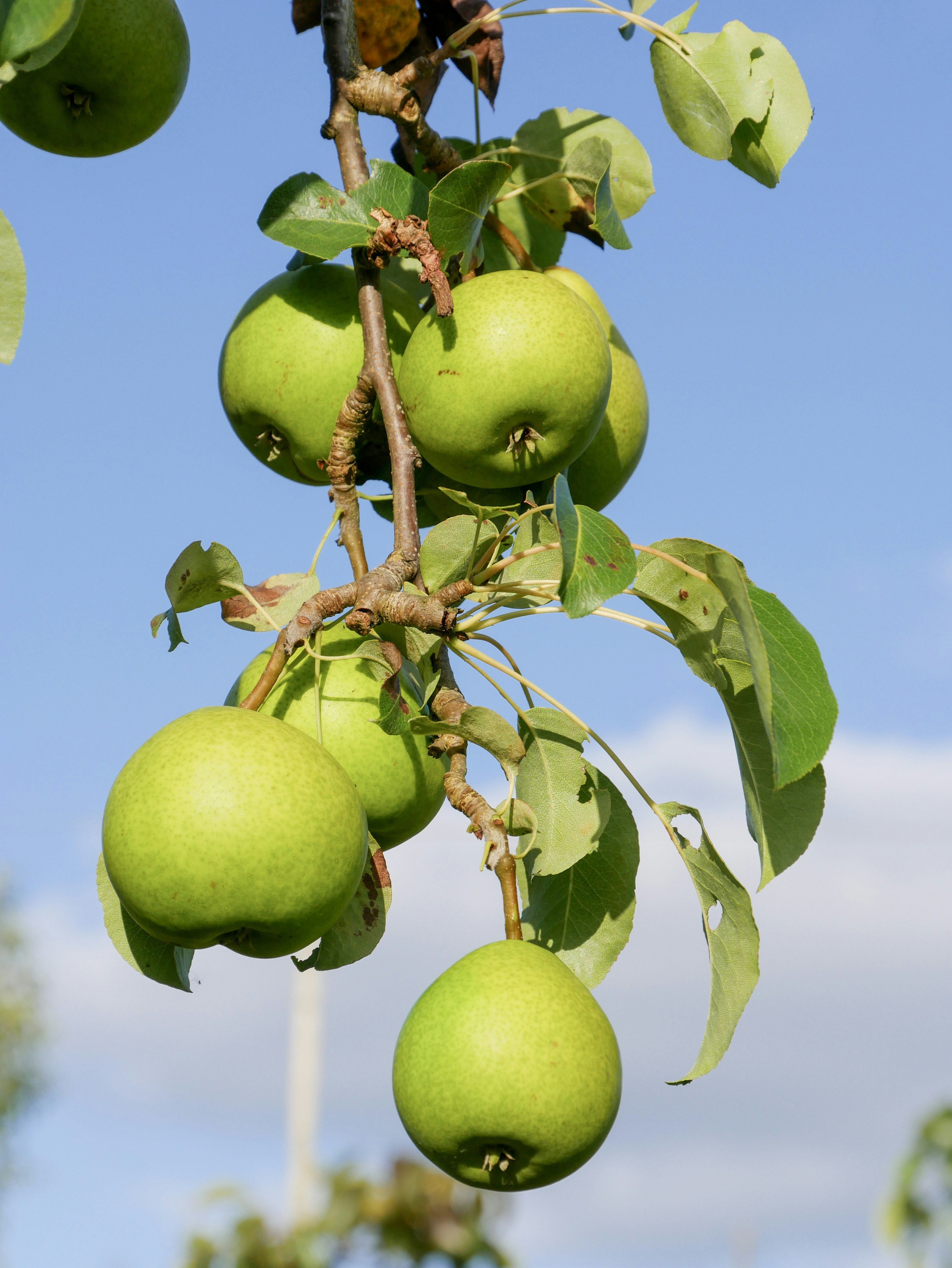 Photo by matildajarl