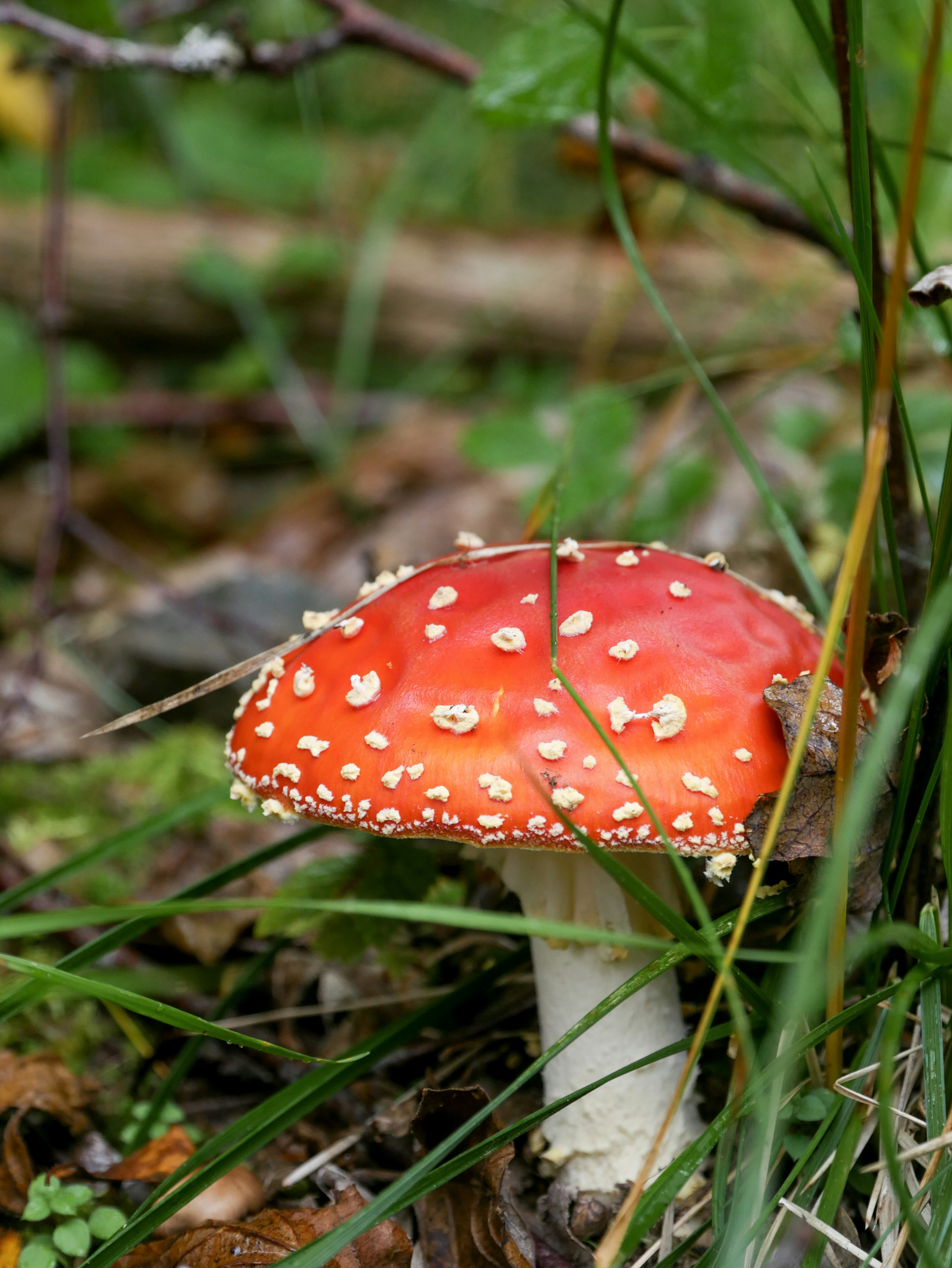 Photo by matildajarl