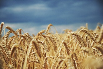 A field of ripe wheat under a blue sky