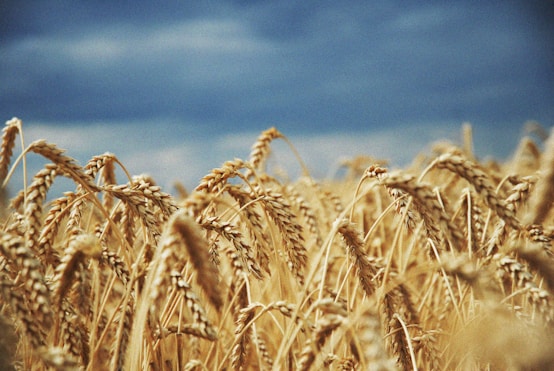 A field of ripe wheat under a blue sky