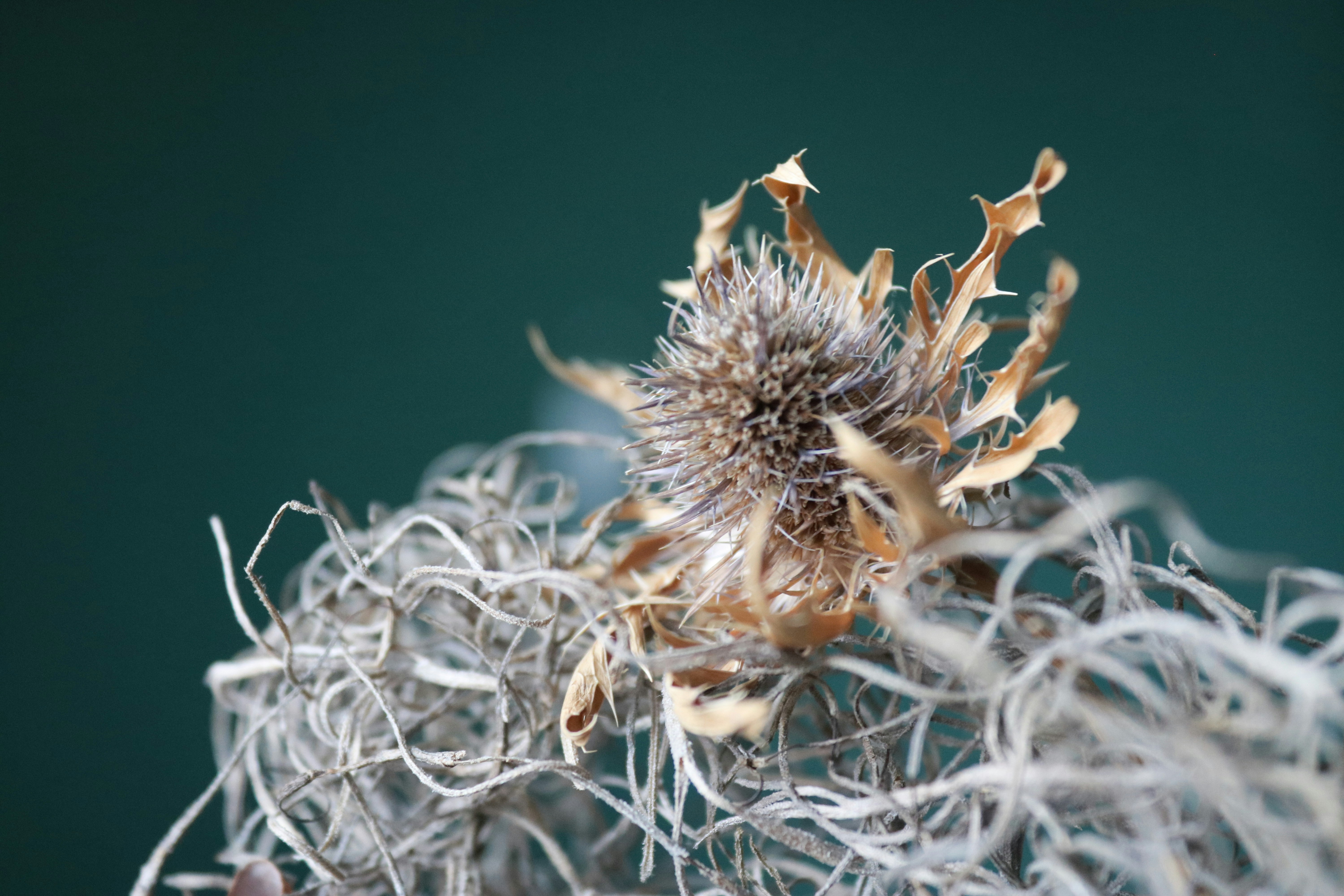 Photo by hoangbaovantue