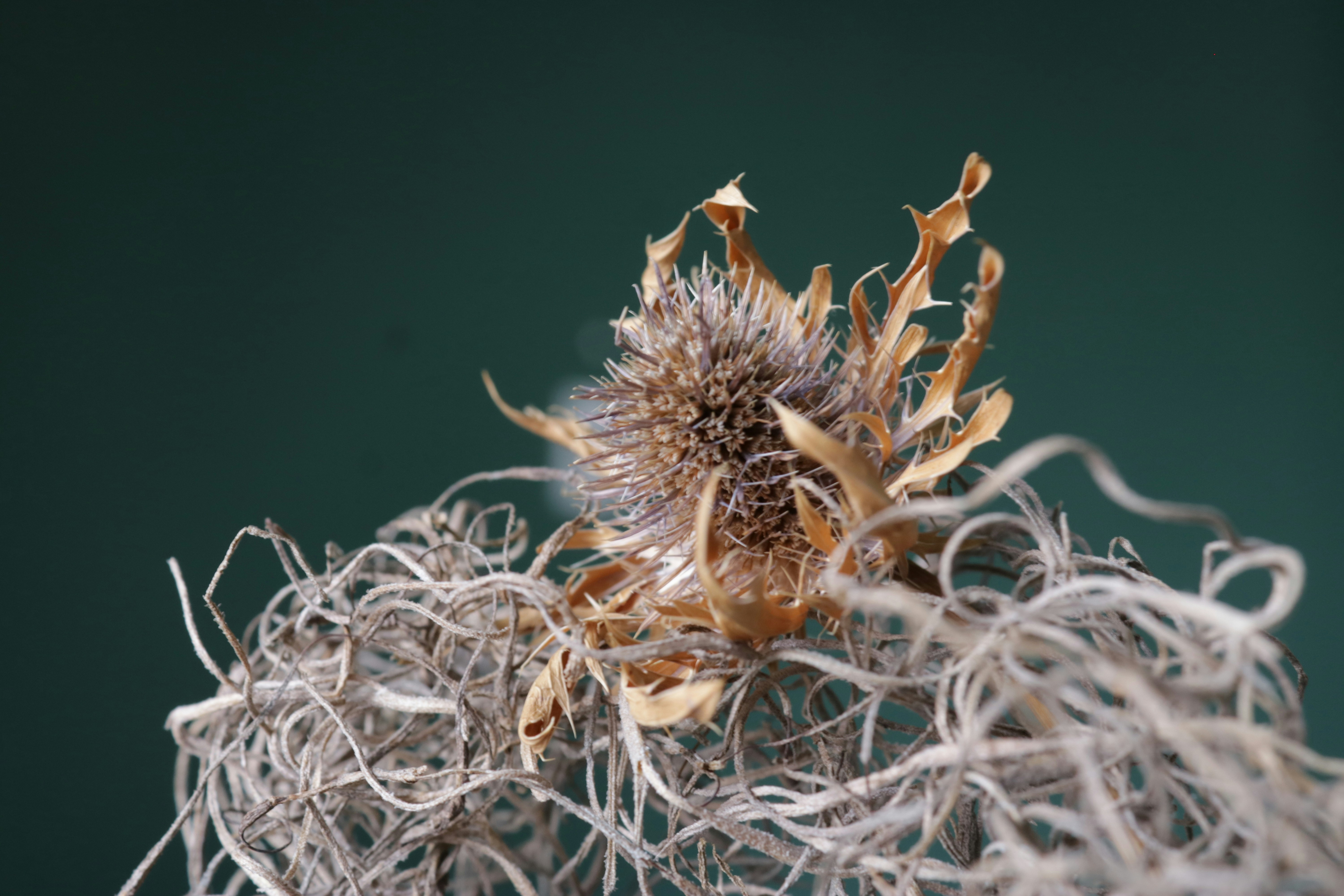 Photo by hoangbaovantue