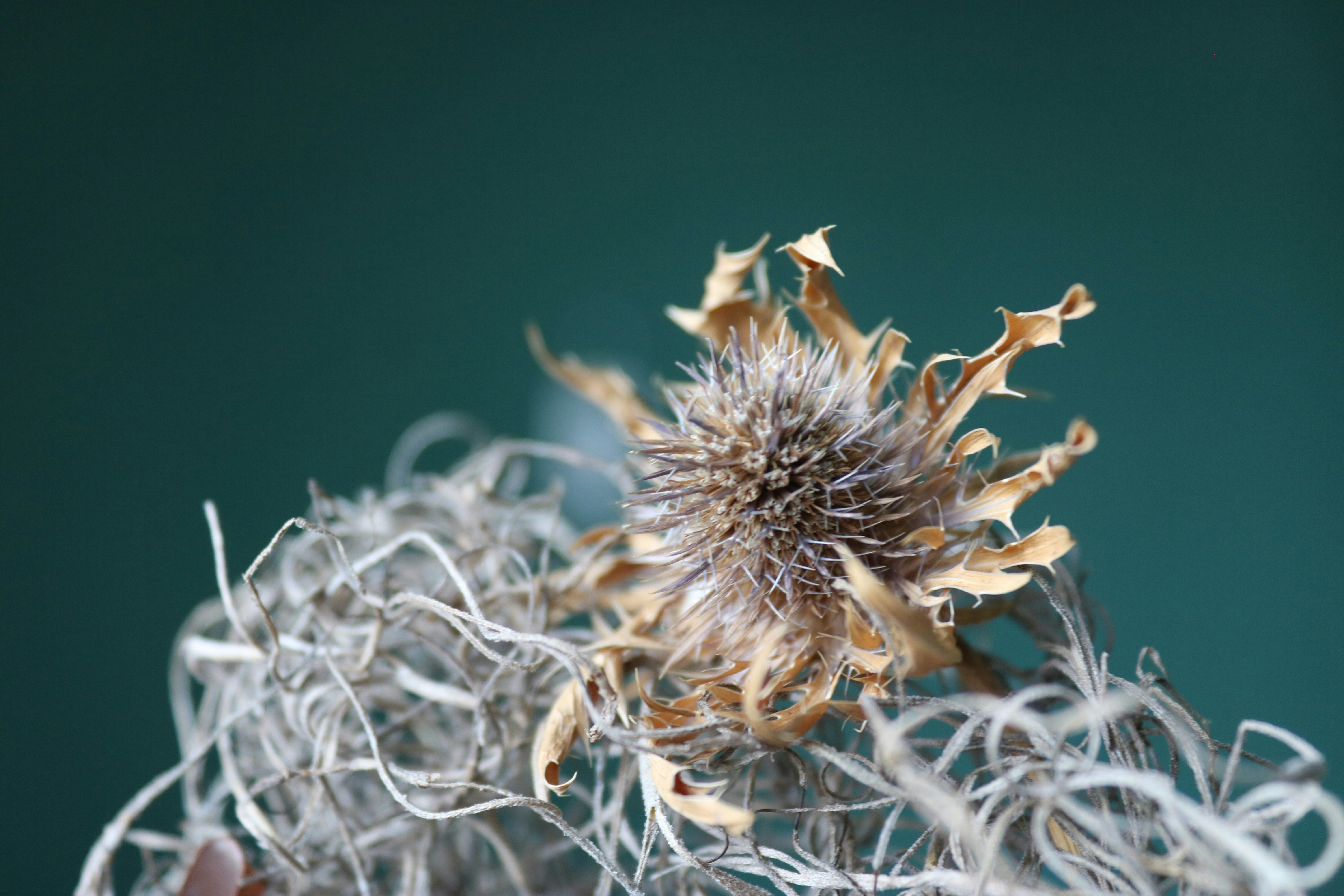 Photo by hoangbaovantue