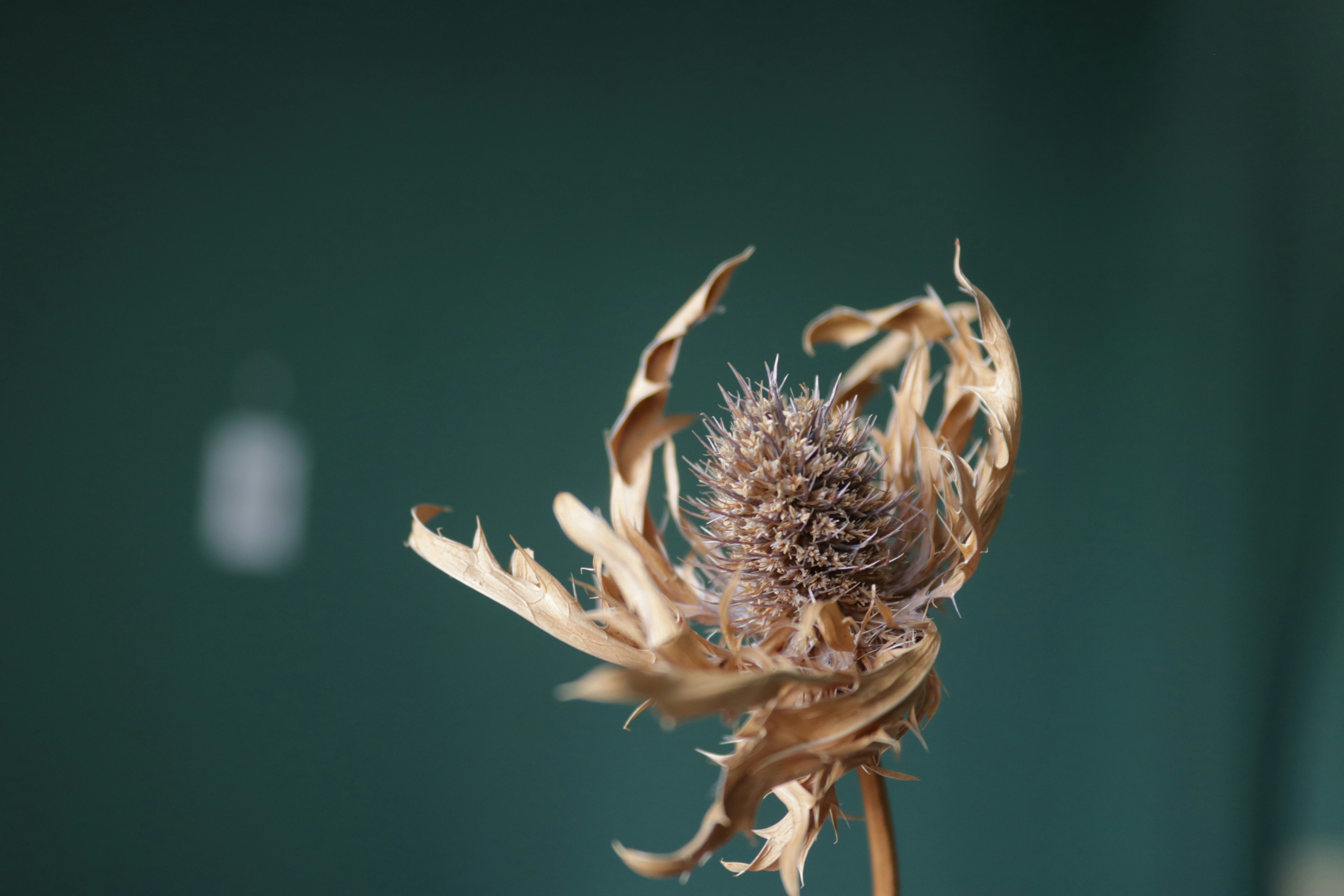 Photo by hoangbaovantue