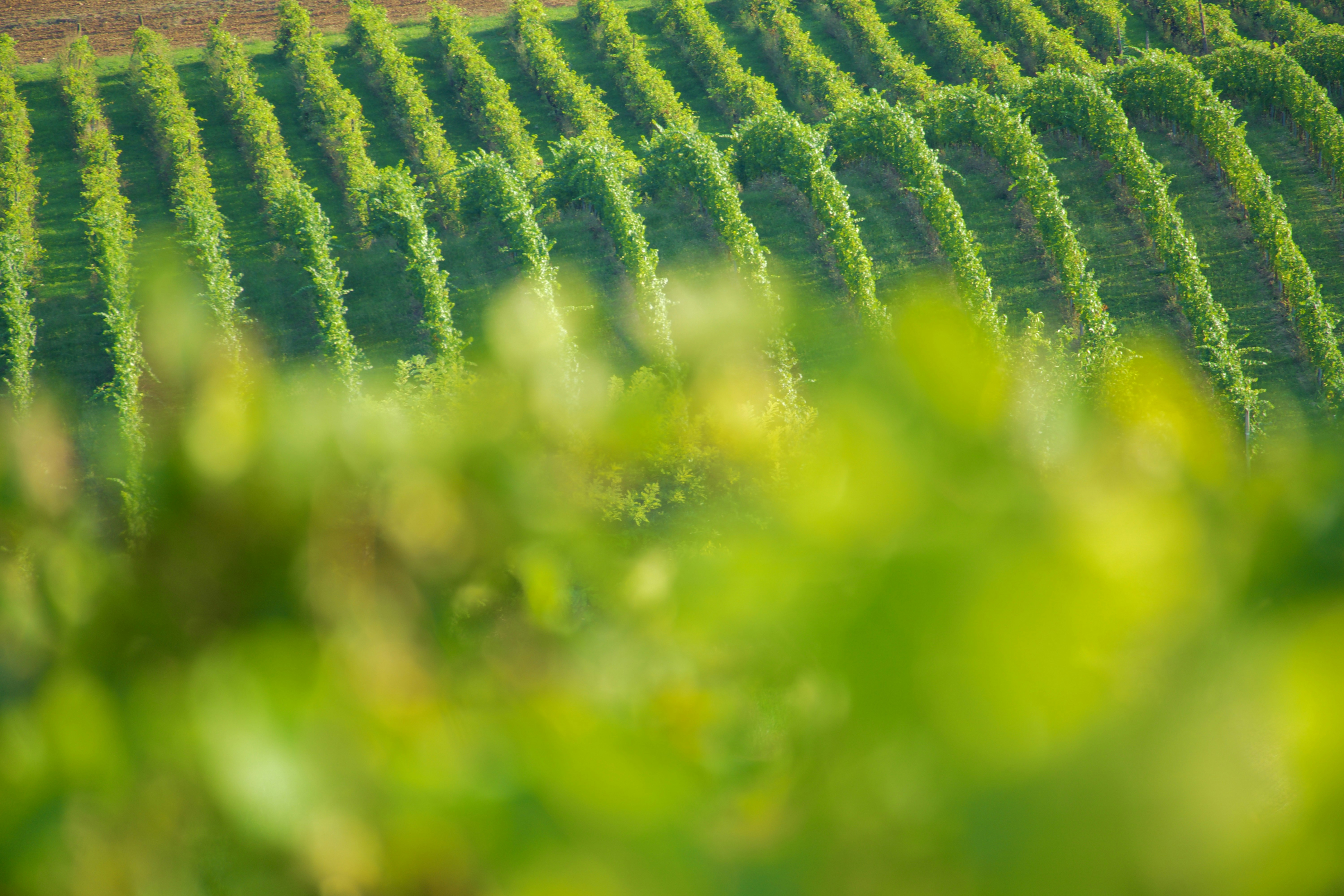 Photo by jan_zinnbauer