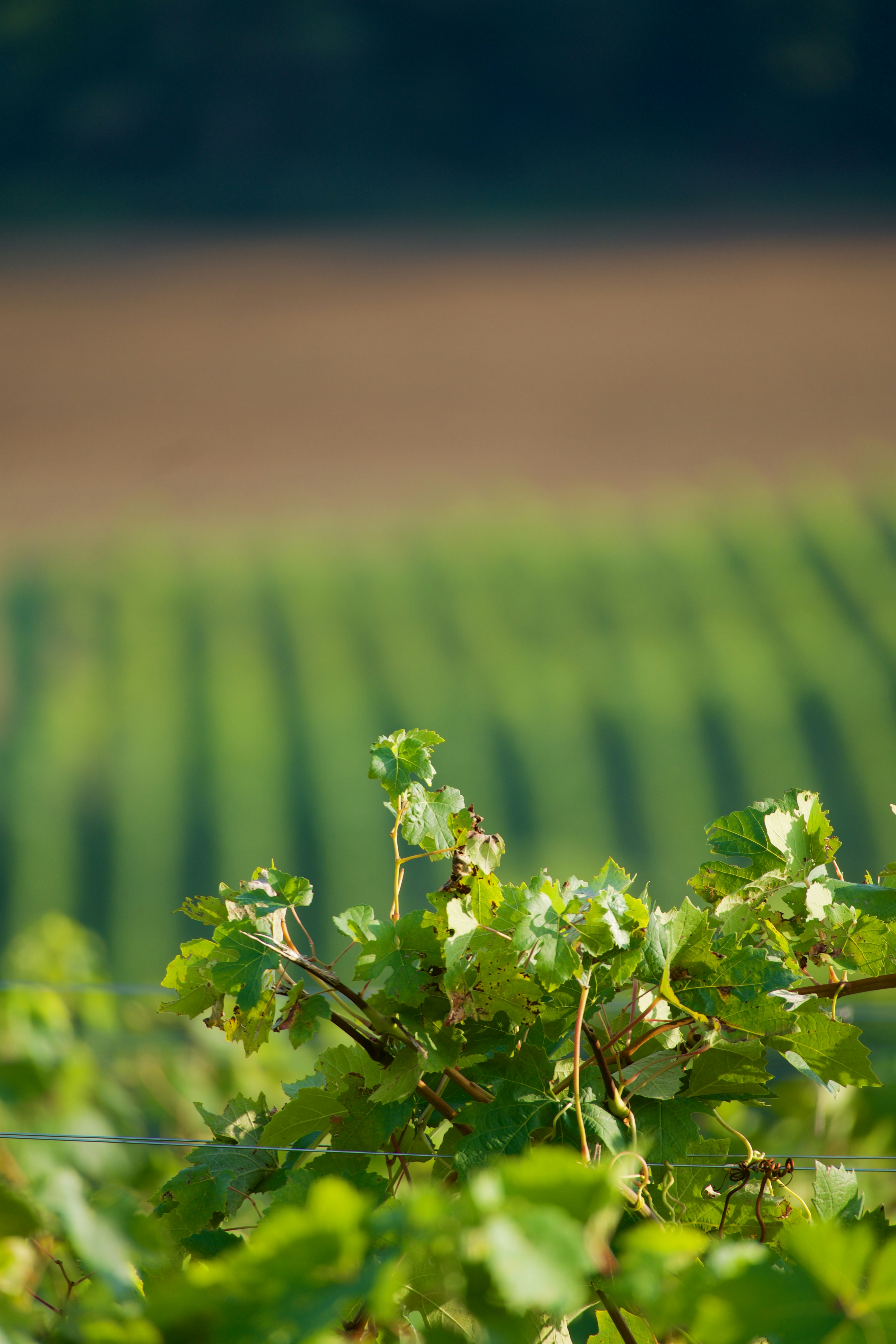 Photo by jan_zinnbauer