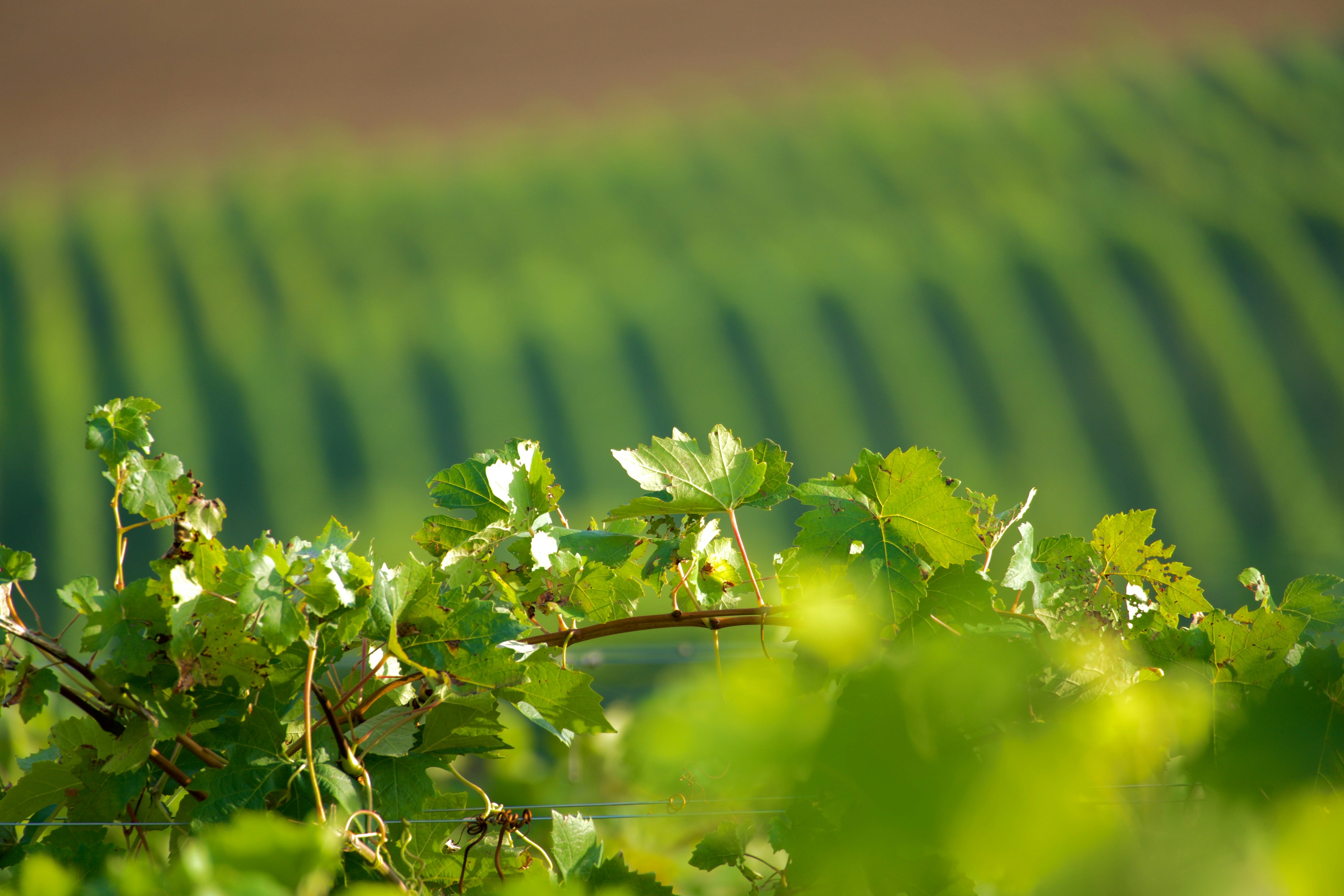 Photo by jan_zinnbauer