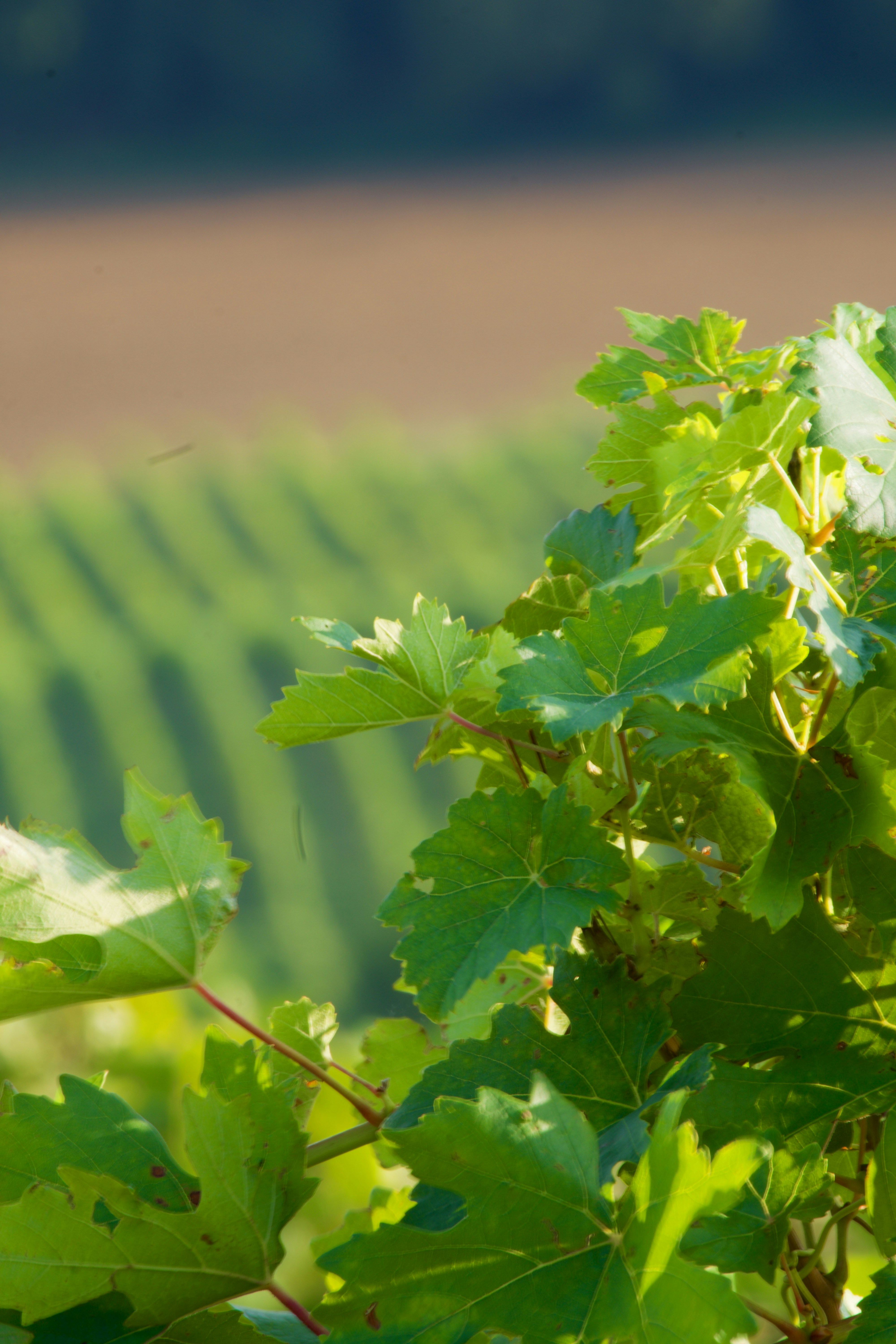 Photo by jan_zinnbauer