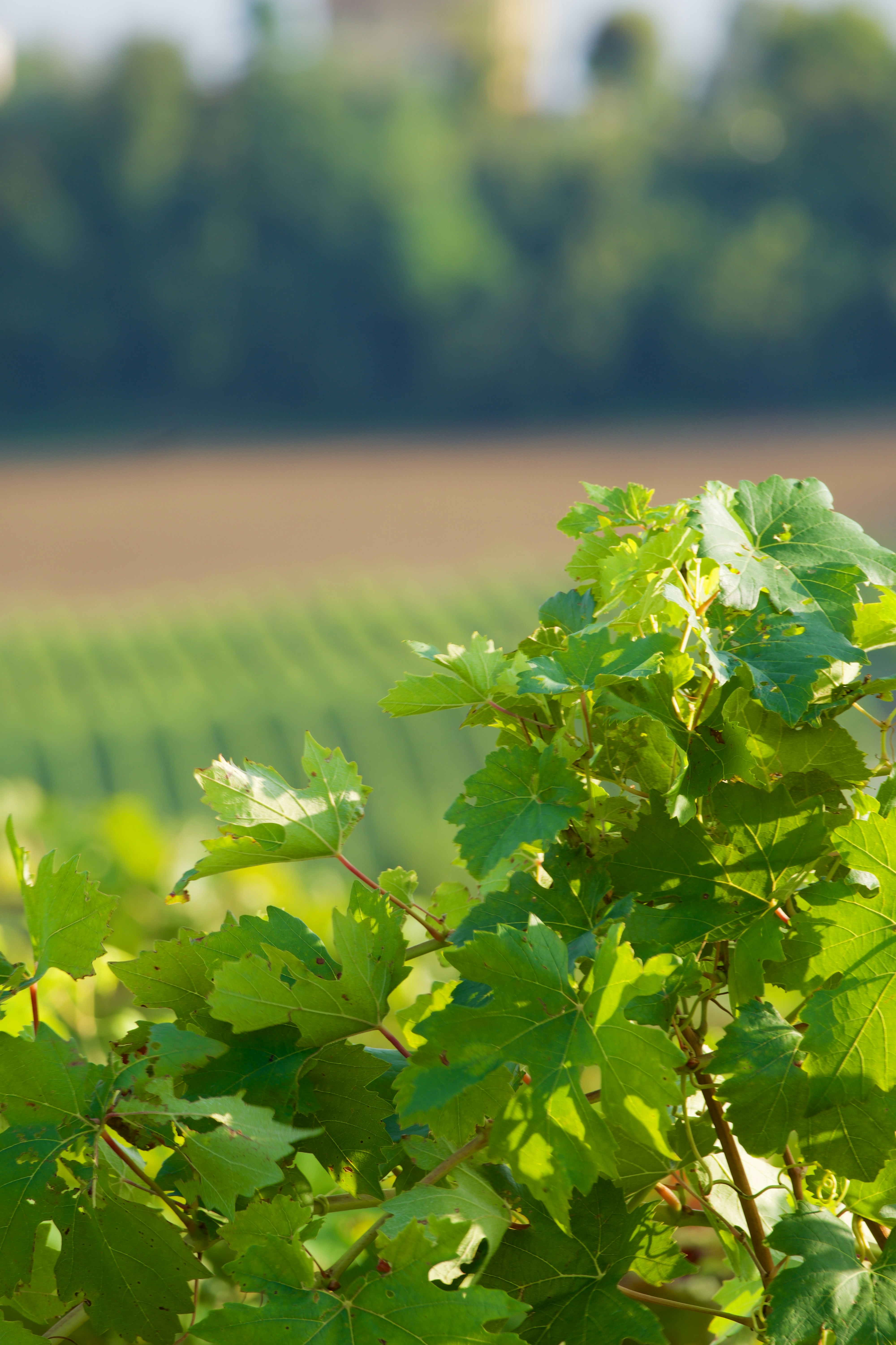 Photo by jan_zinnbauer