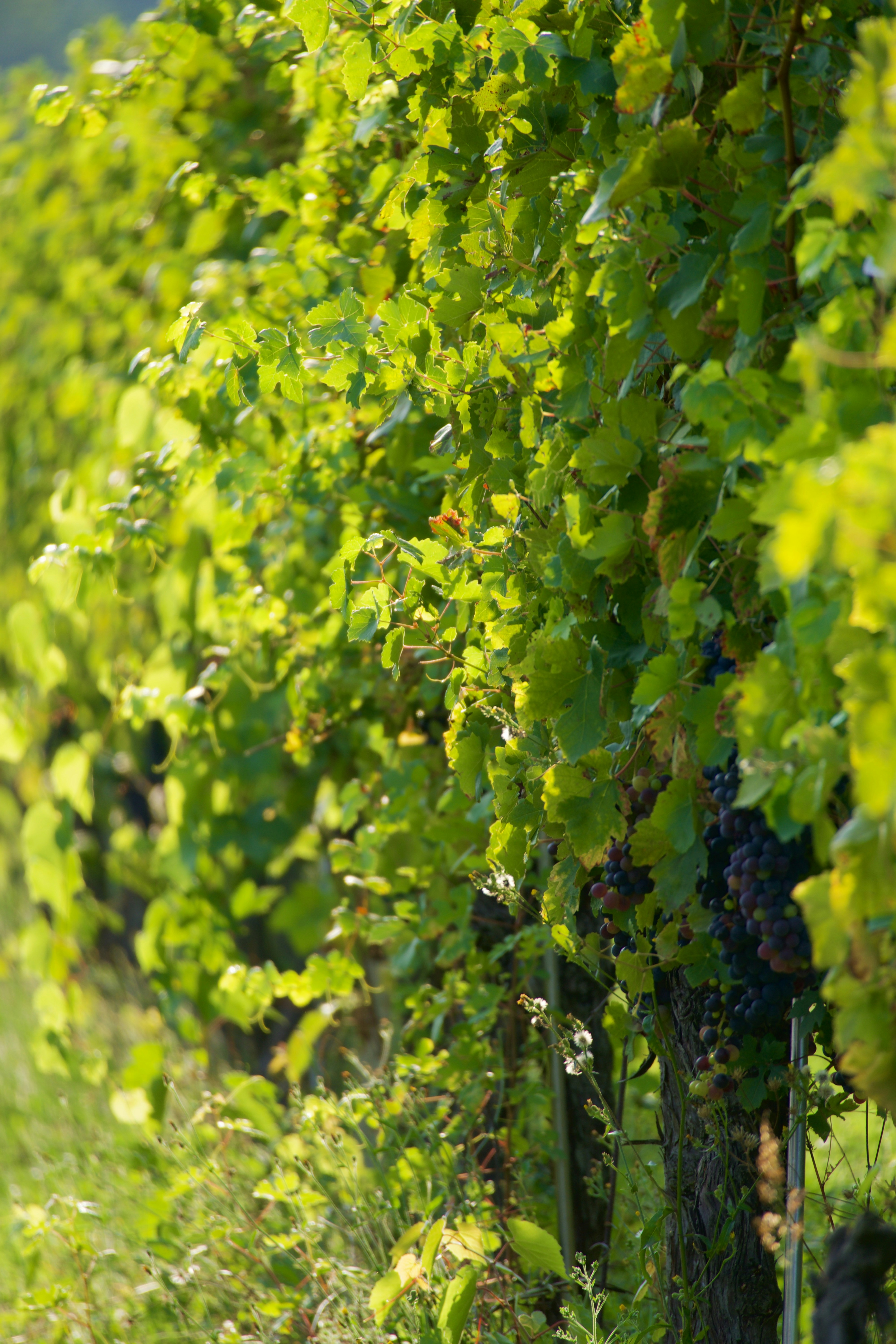 Photo by jan_zinnbauer