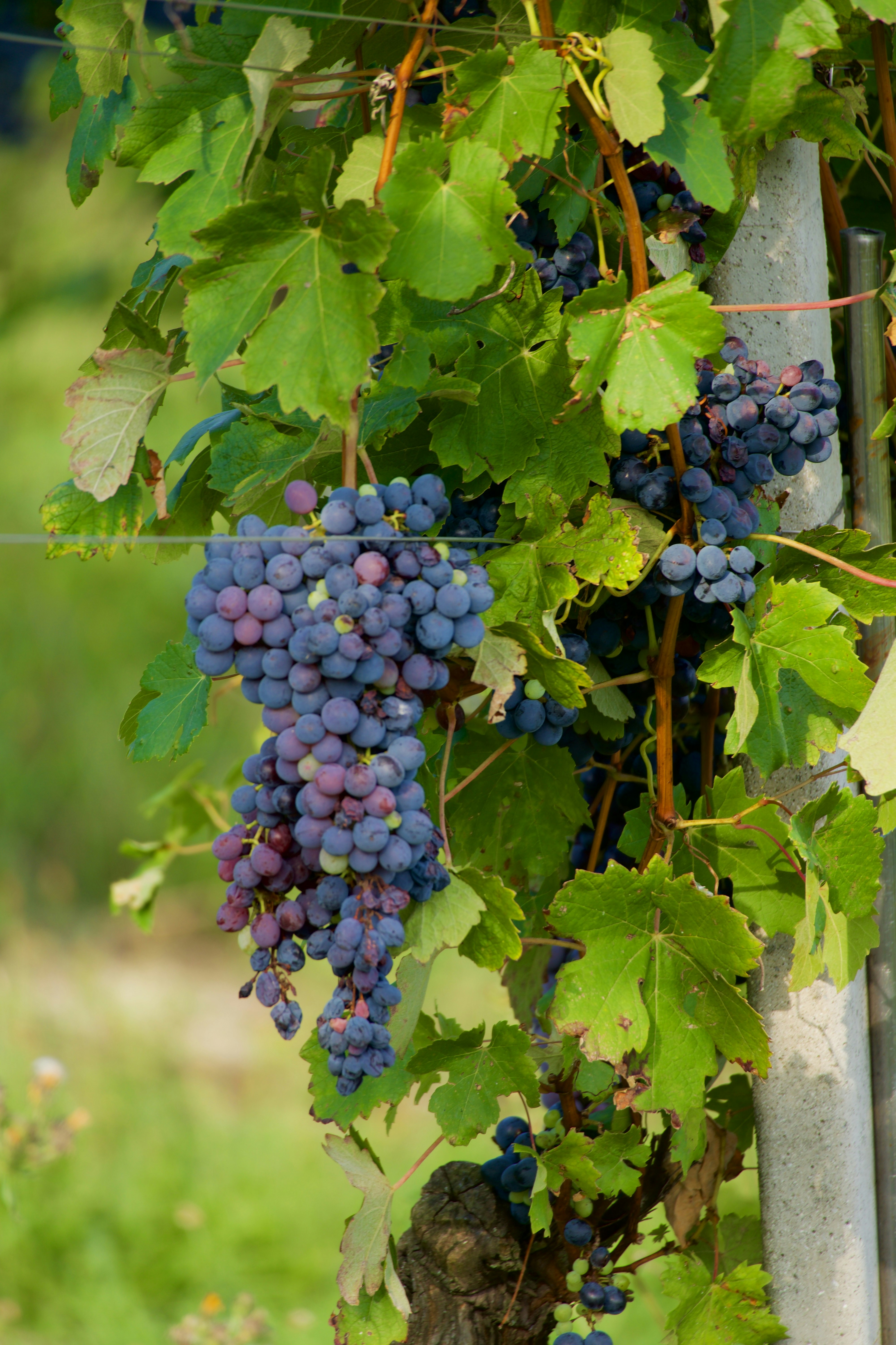 Photo by jan_zinnbauer