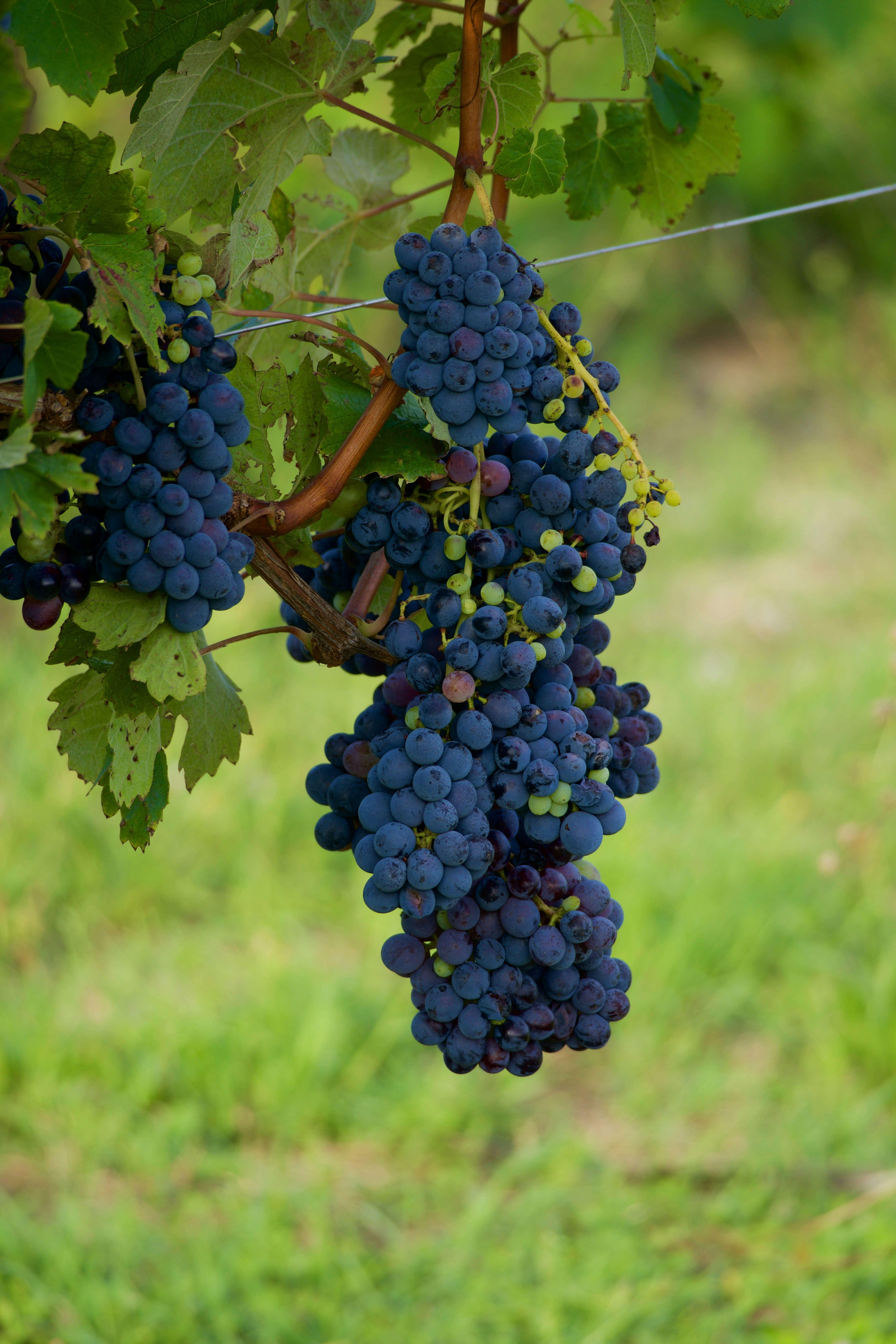 Виноградник 'Южная долина'