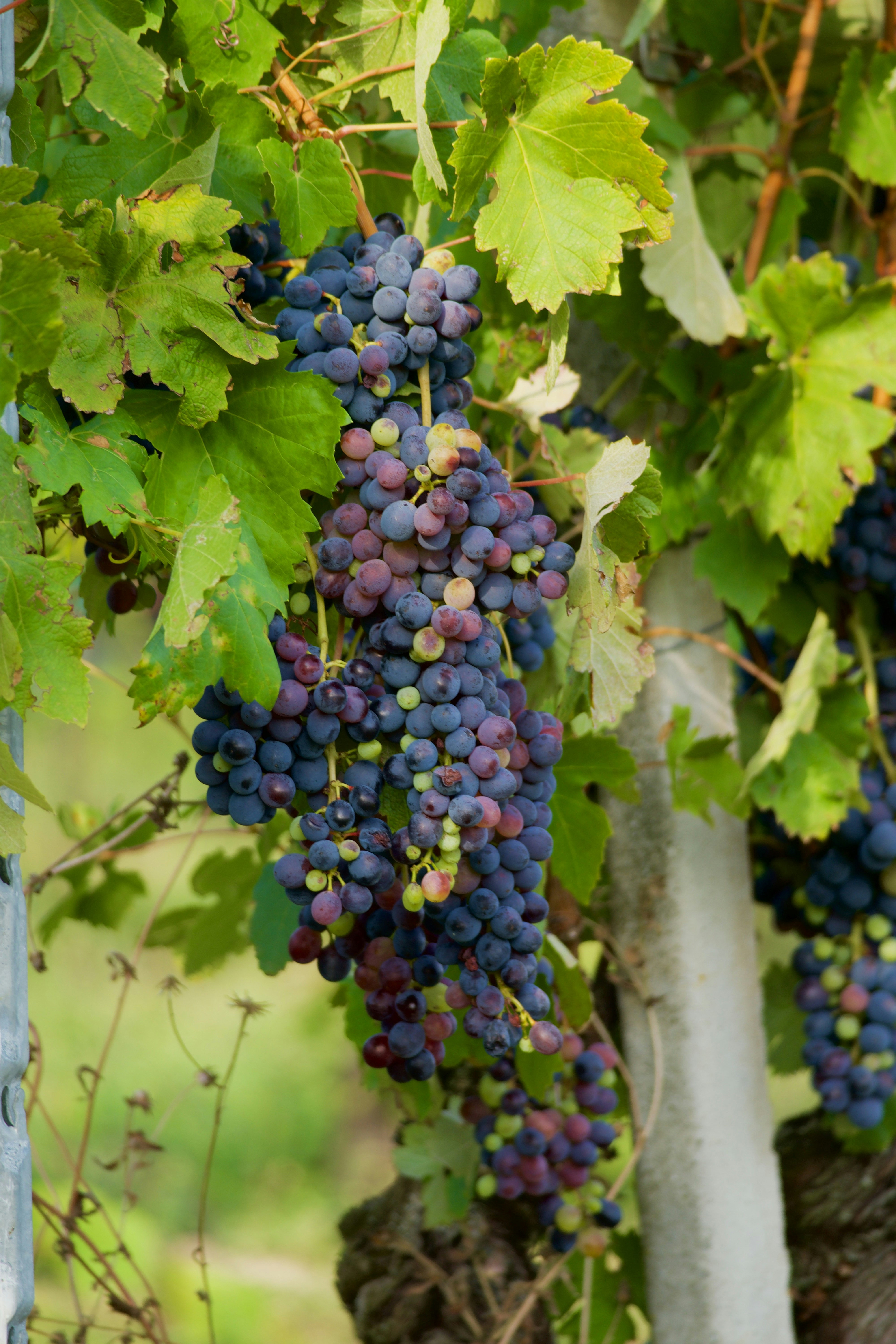 Photo by jan_zinnbauer