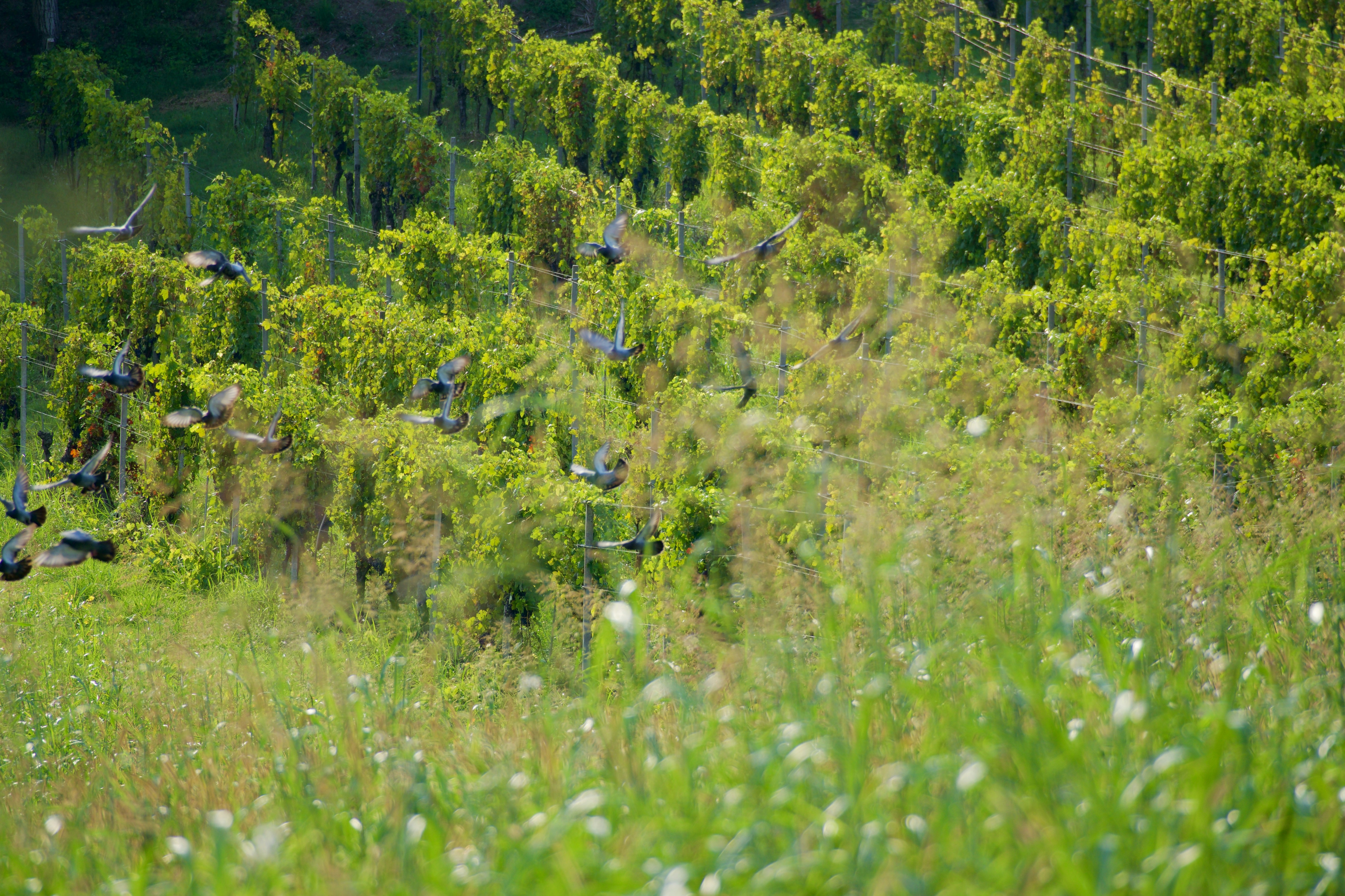 Photo by jan_zinnbauer