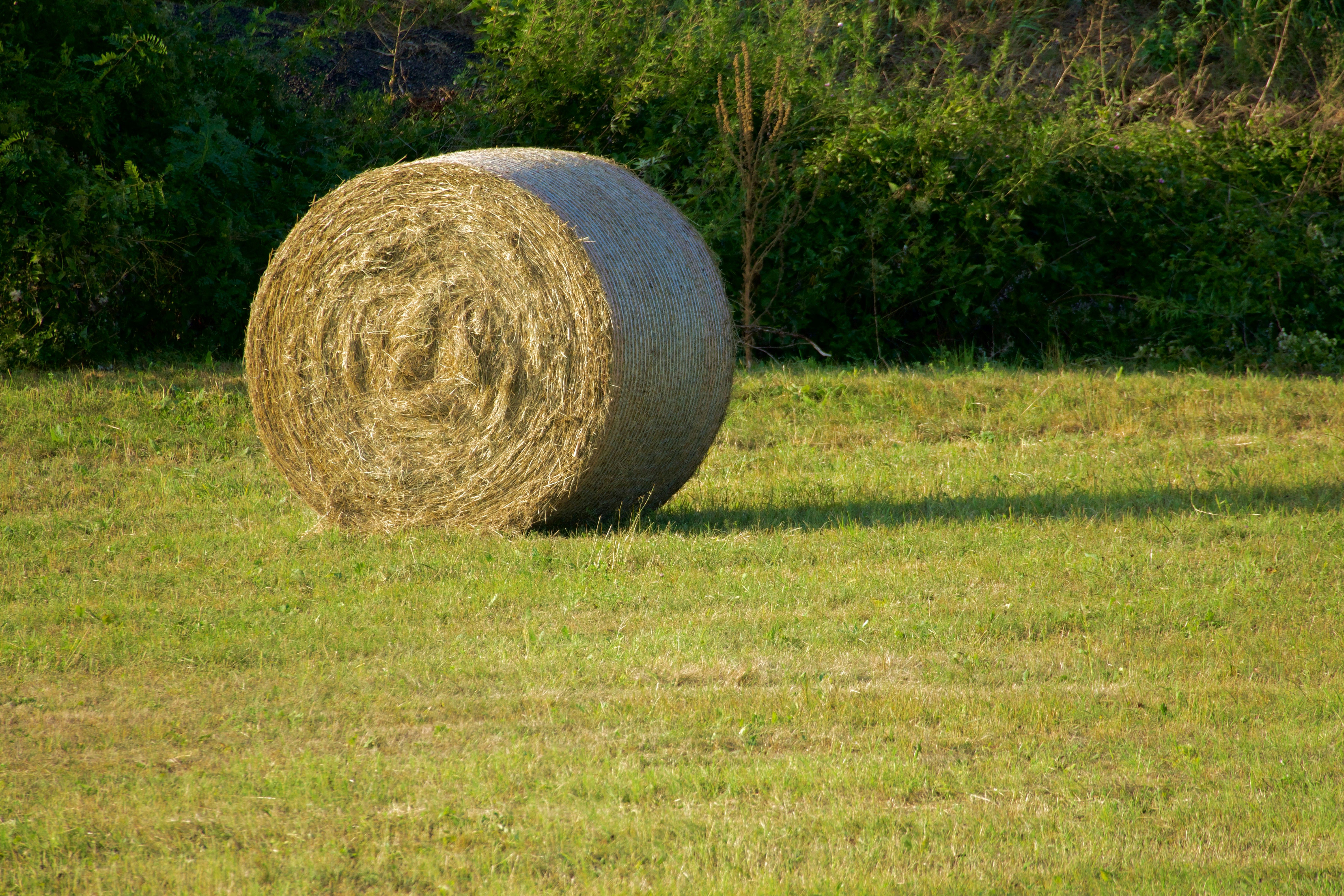 Photo by jan_zinnbauer