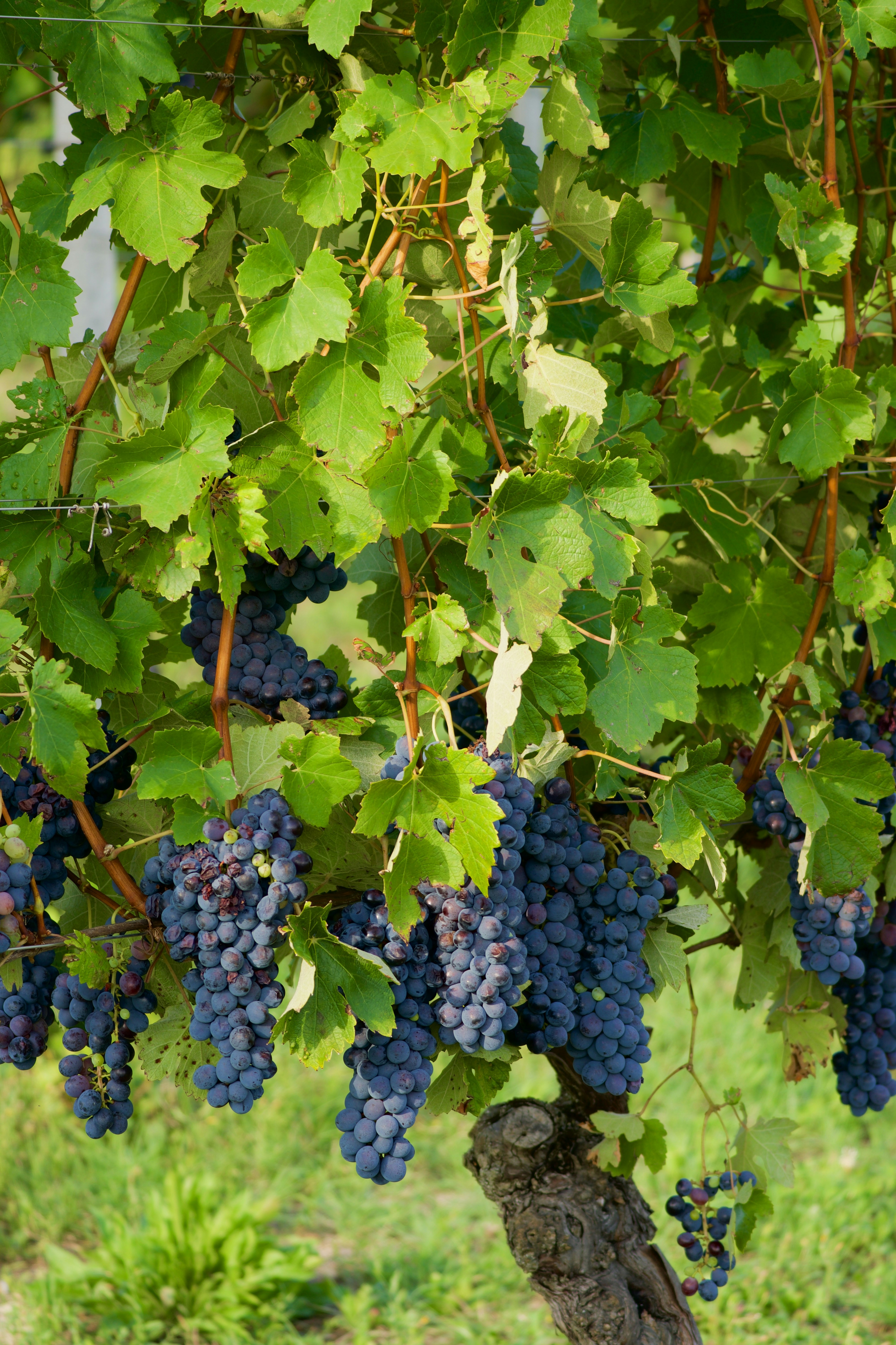 Photo by jan_zinnbauer