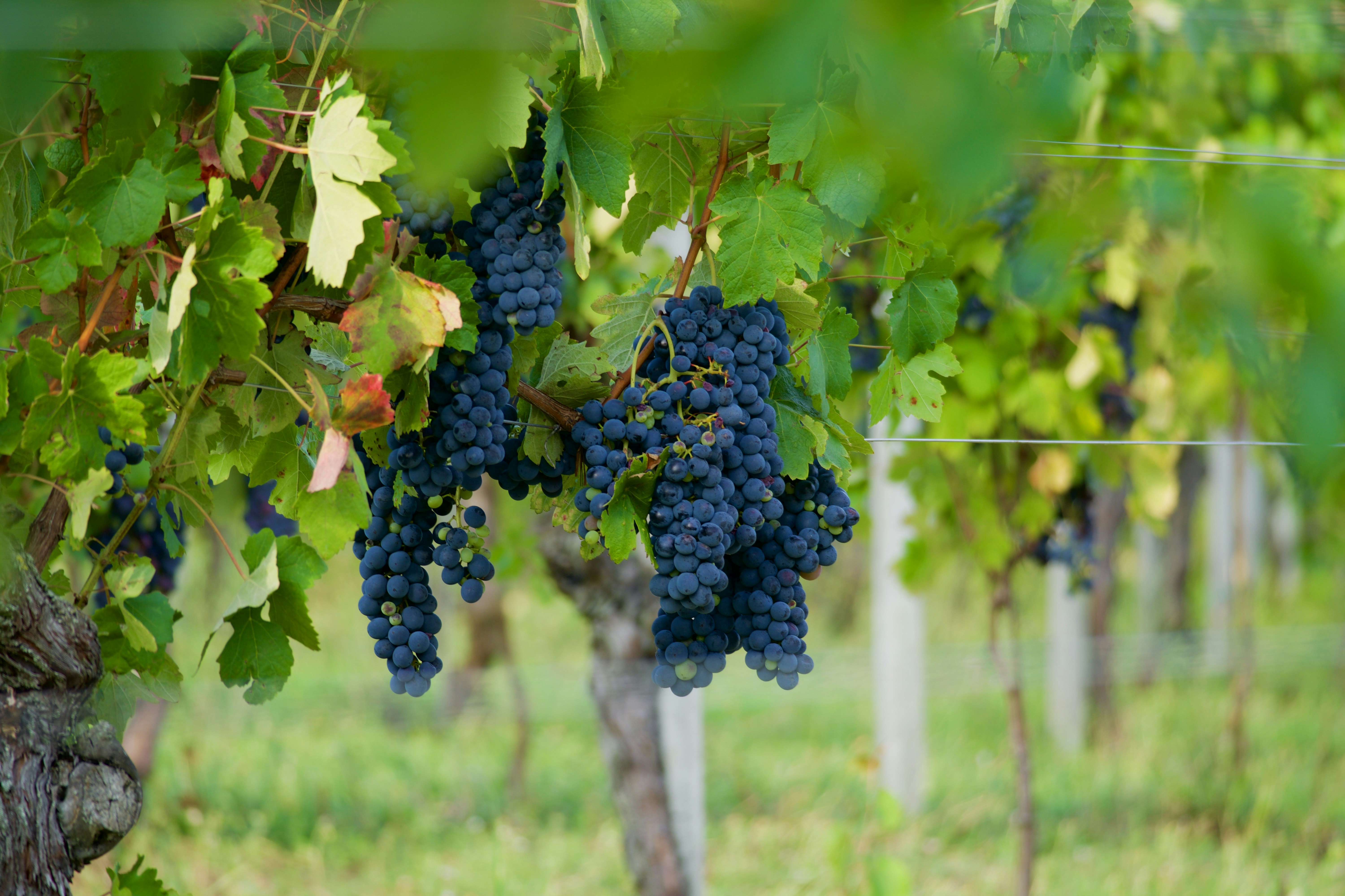 Photo by jan_zinnbauer