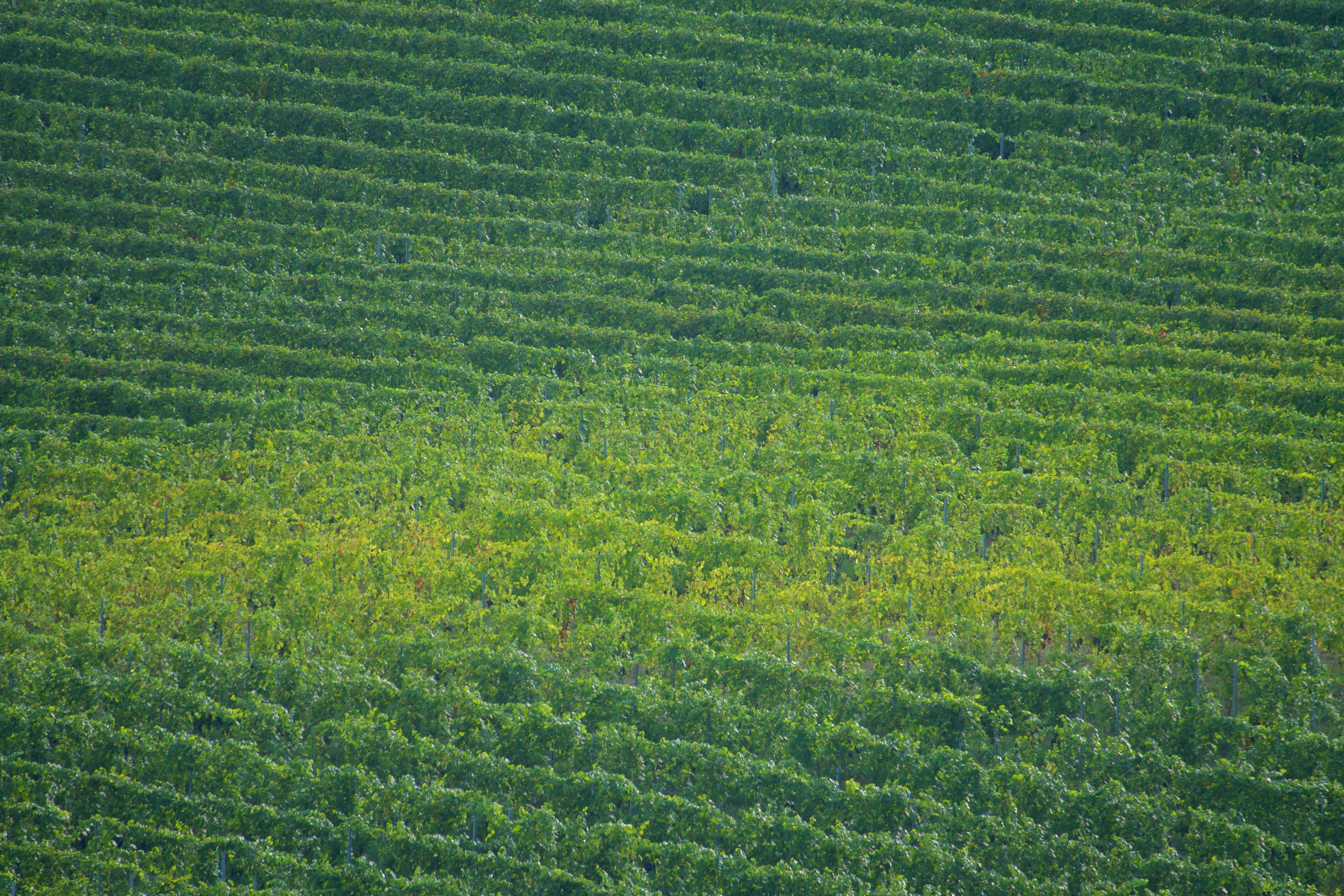 Photo by jan_zinnbauer