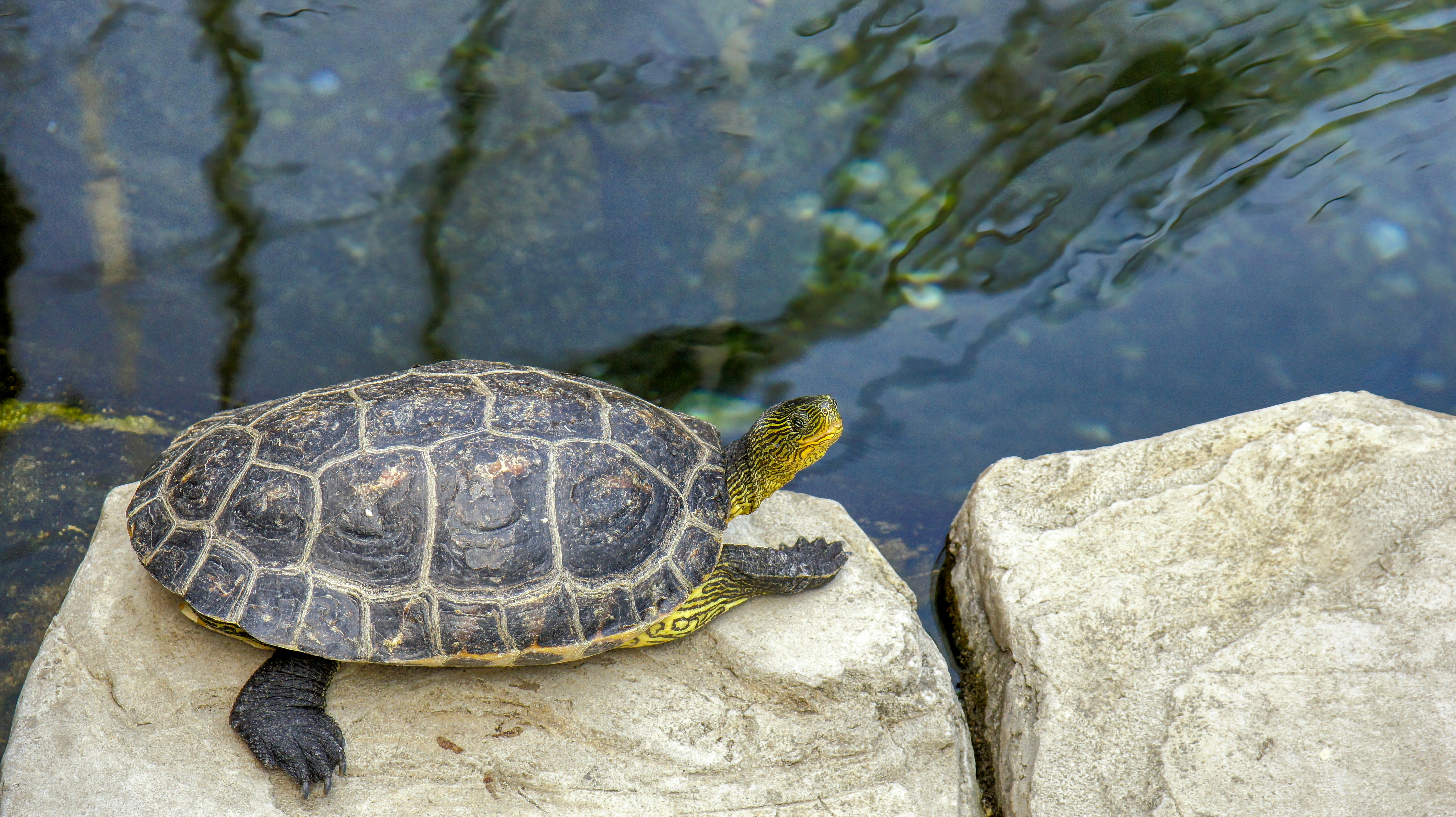 Photo by thomaskinto