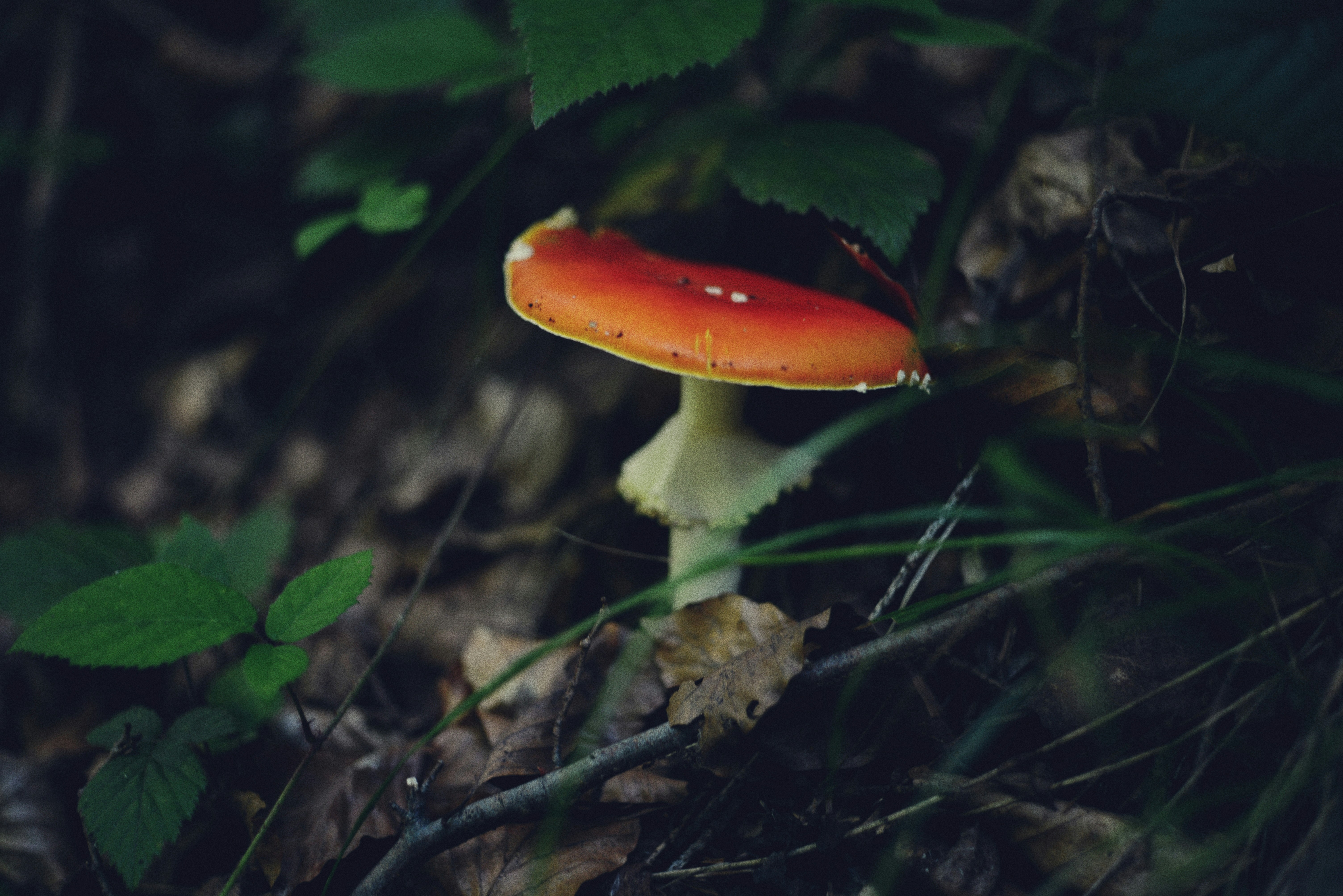 Photo by cherstve_pechivo