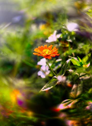 A close up of a flower in a field